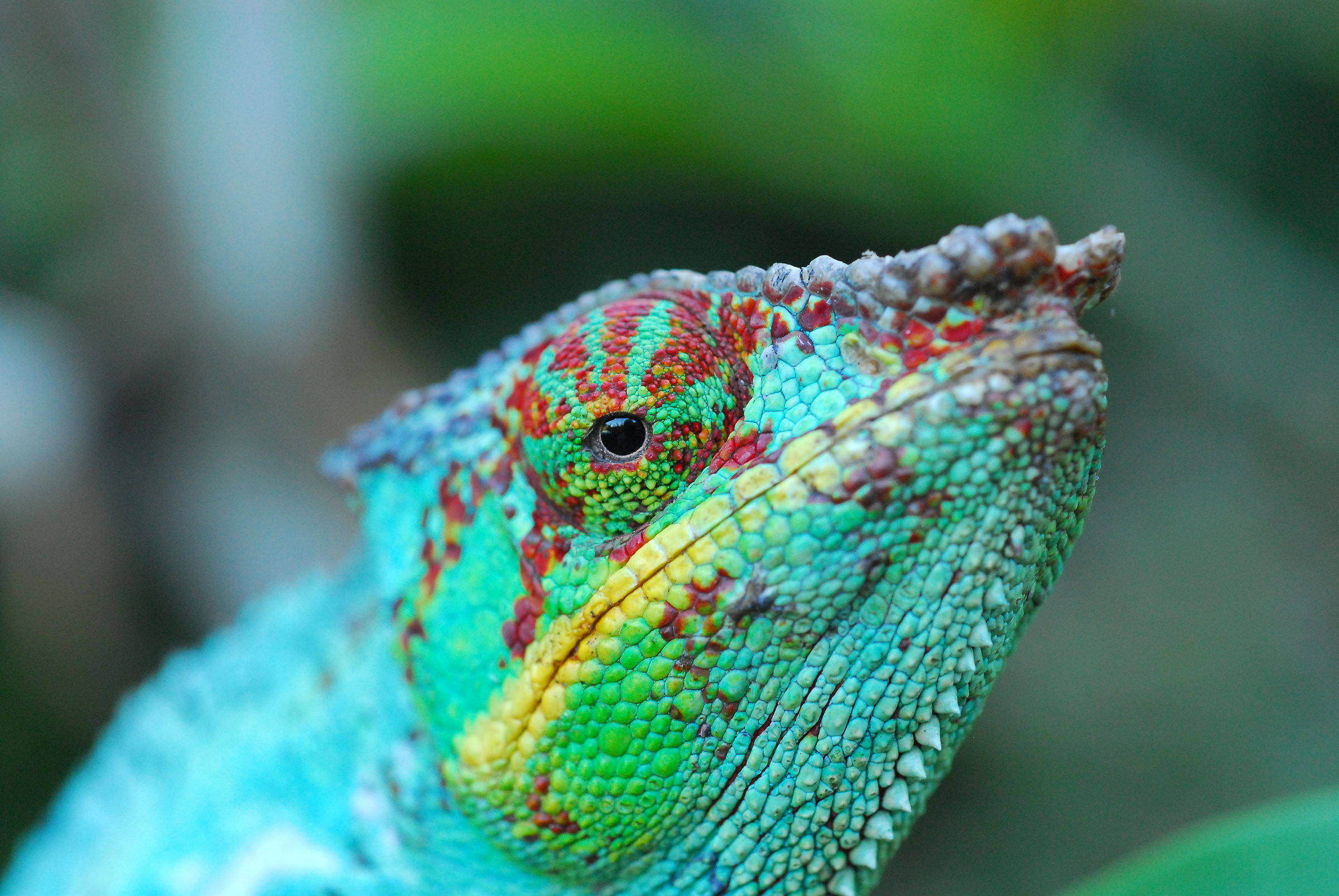 Camaleonte Pardalis Male