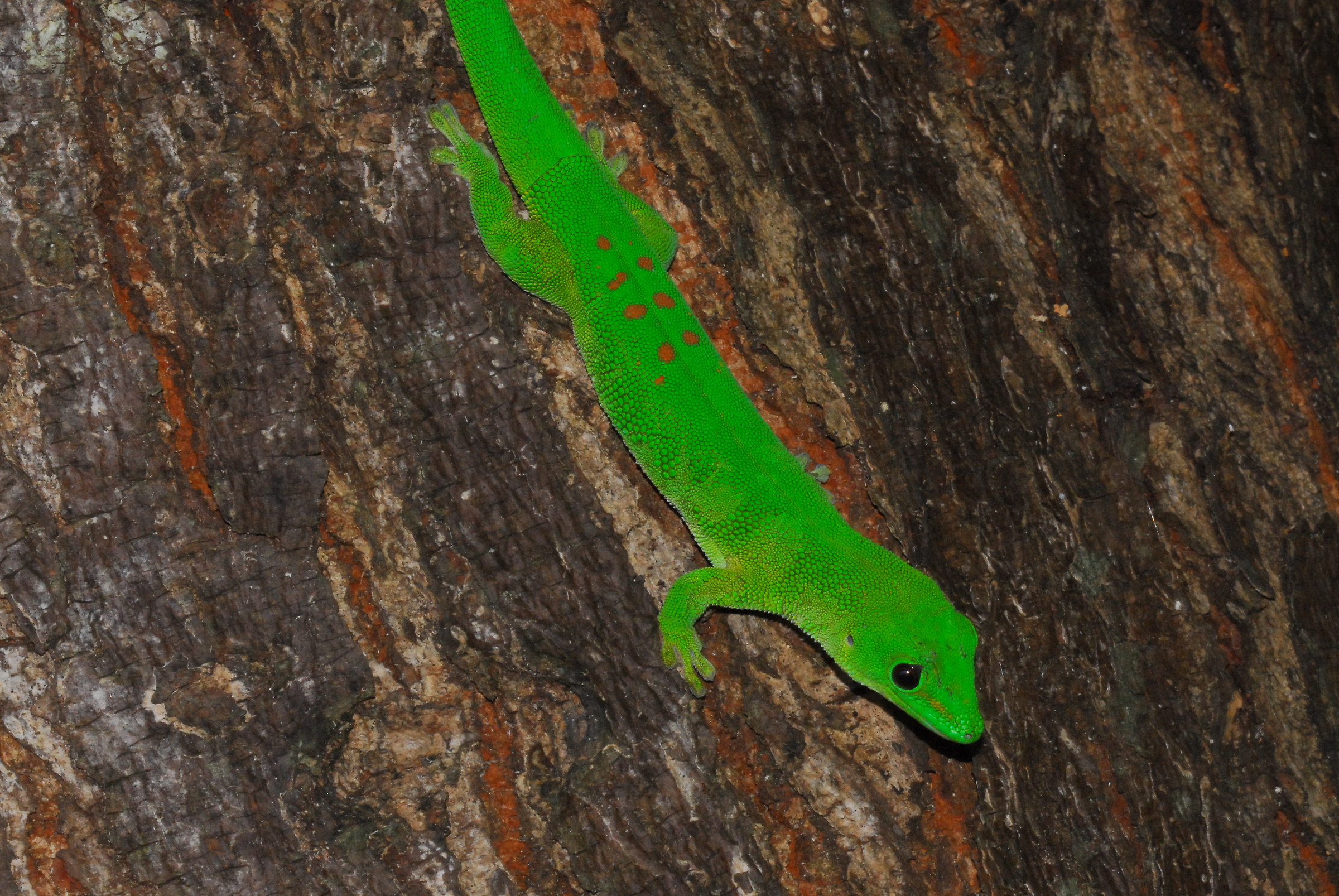 Phelsuma madagascariensis