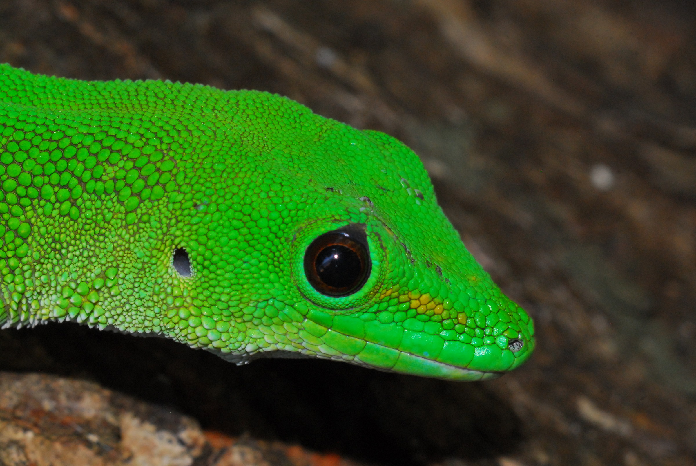 Phelsuma madagascariensis