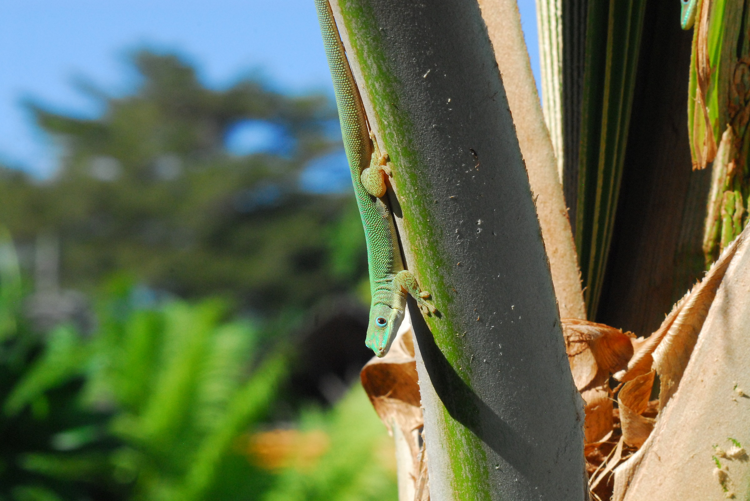 Phelsuma sp.