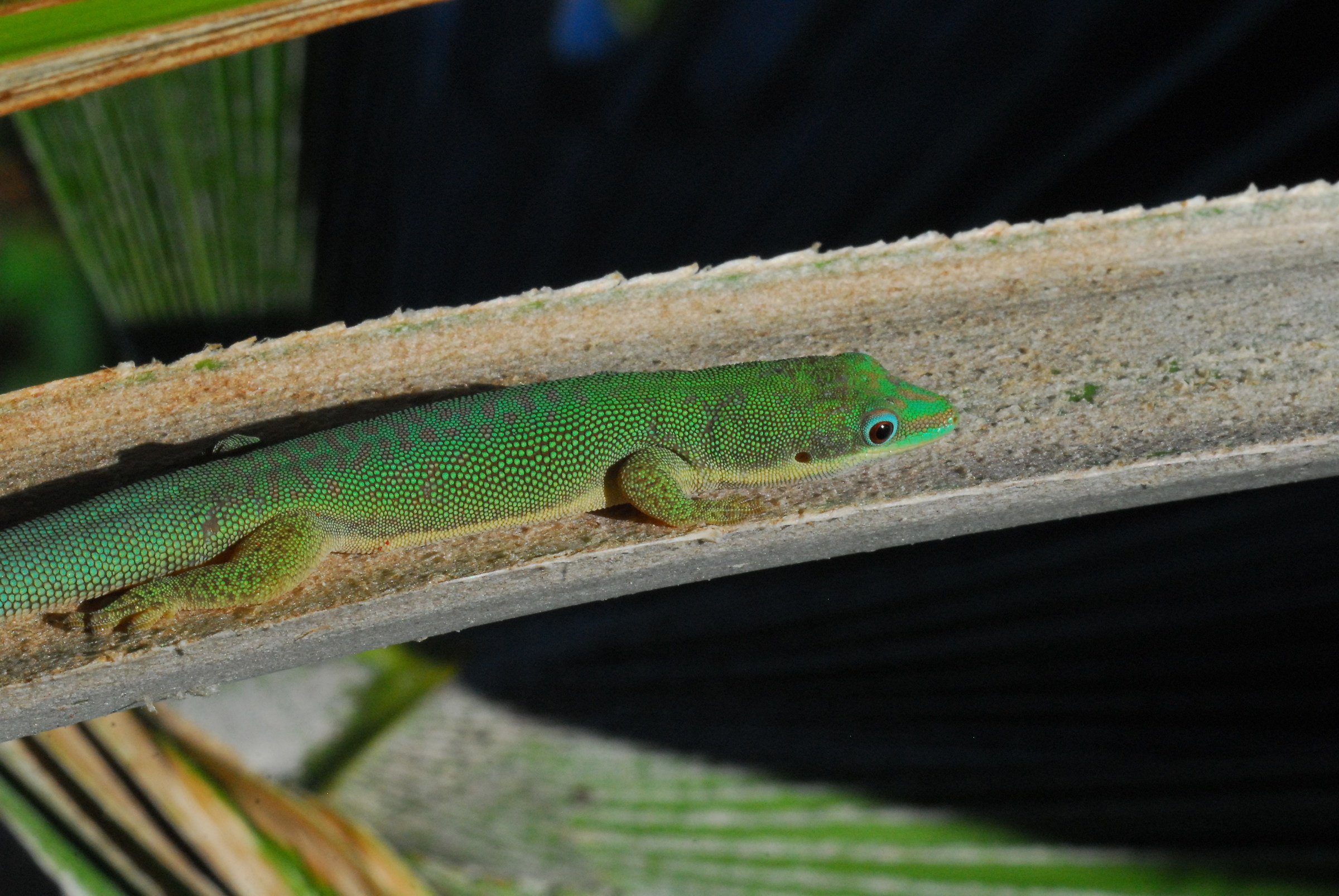 Phelsuma sp.