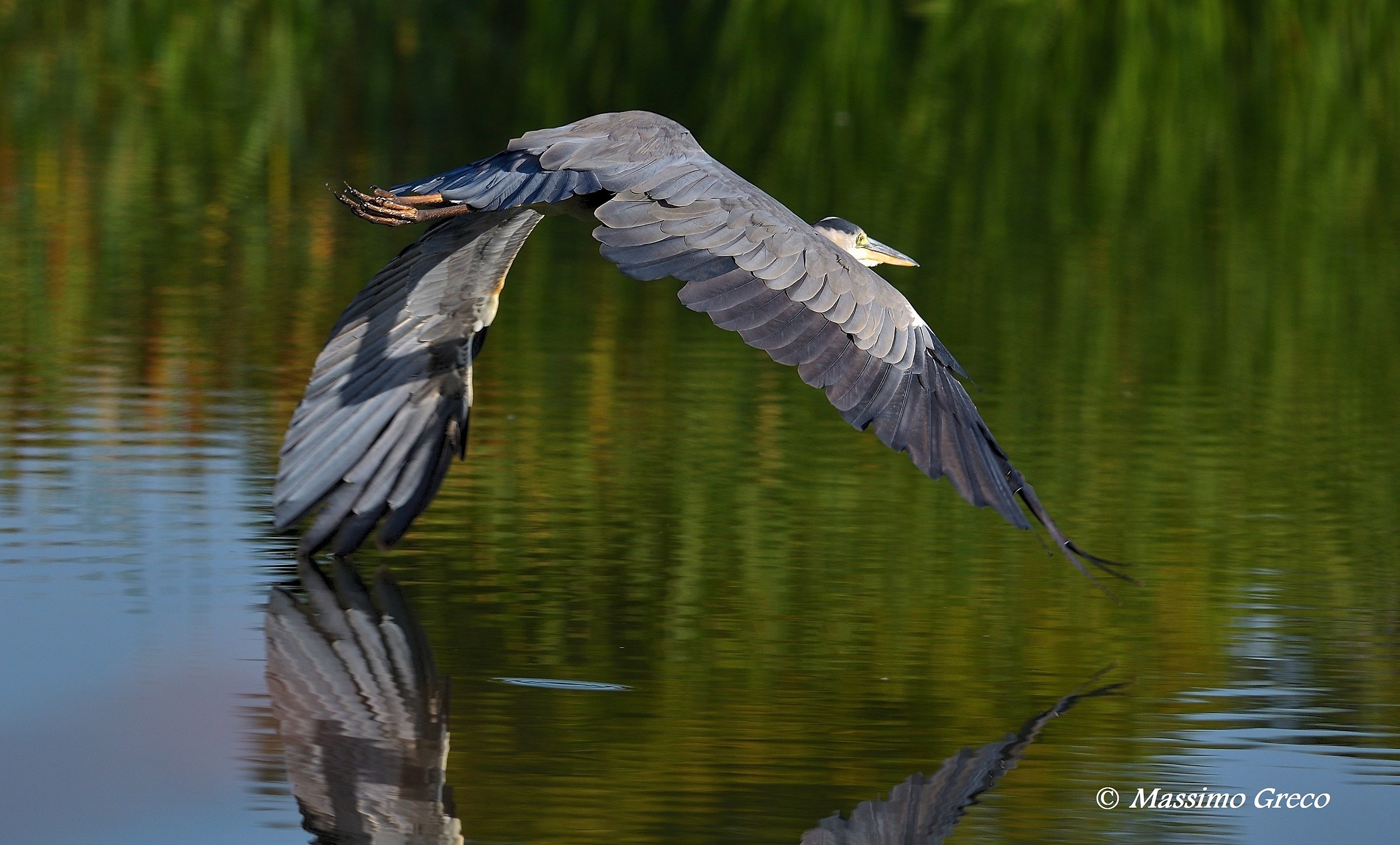 Airone cenerino (Ardea cinerea)