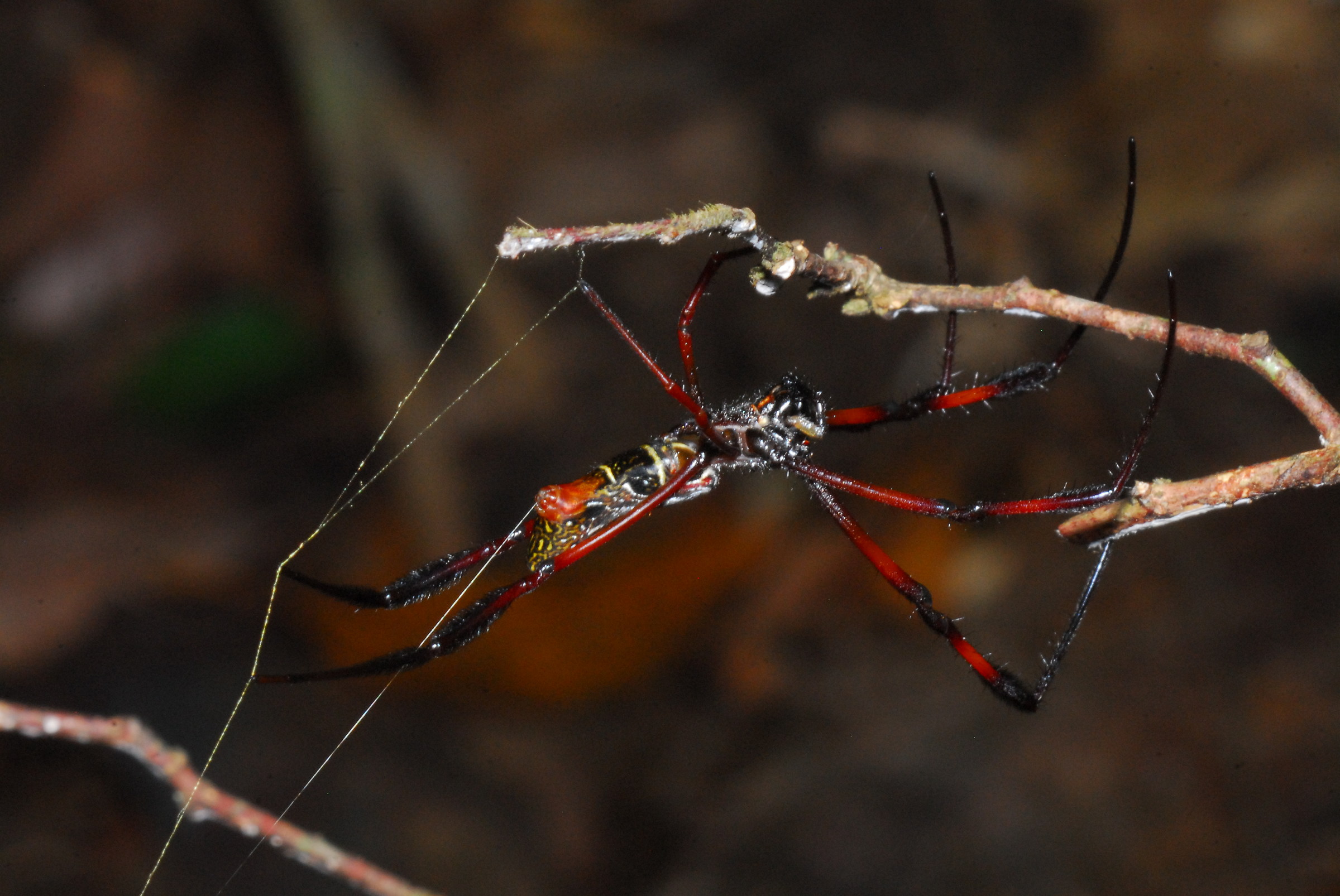Nephyla madagascariensis