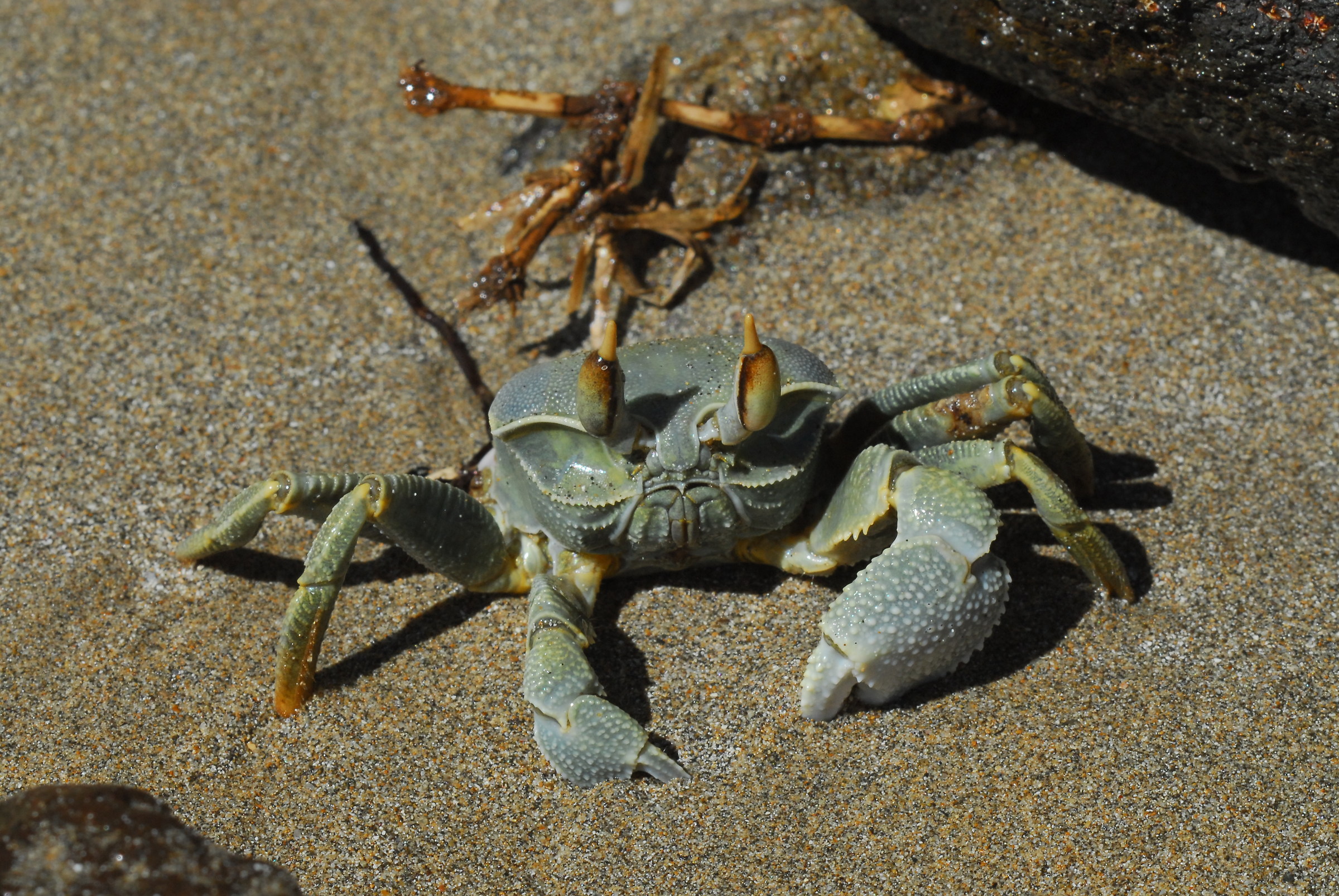 Ghost crab