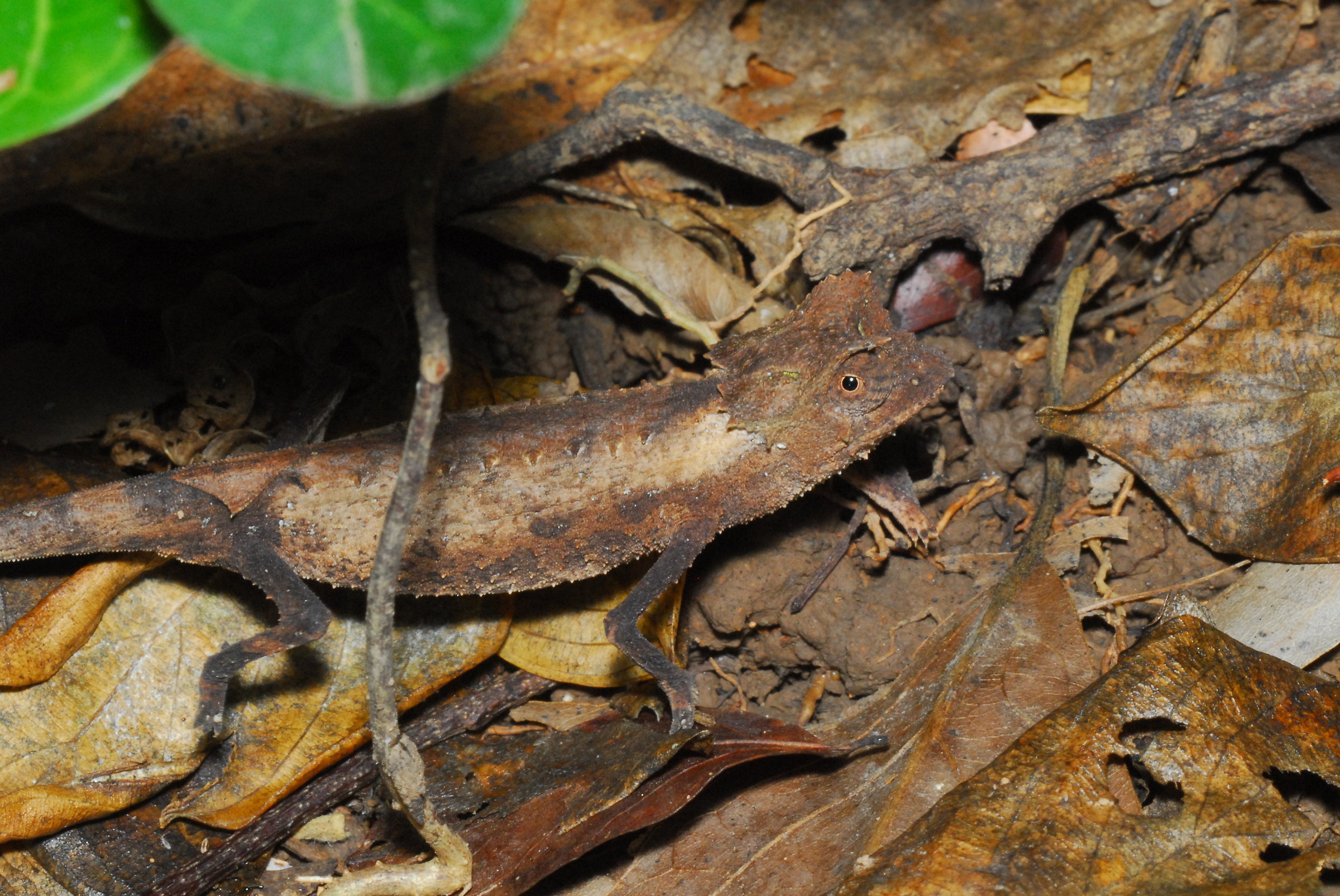 Brokes is the minimum