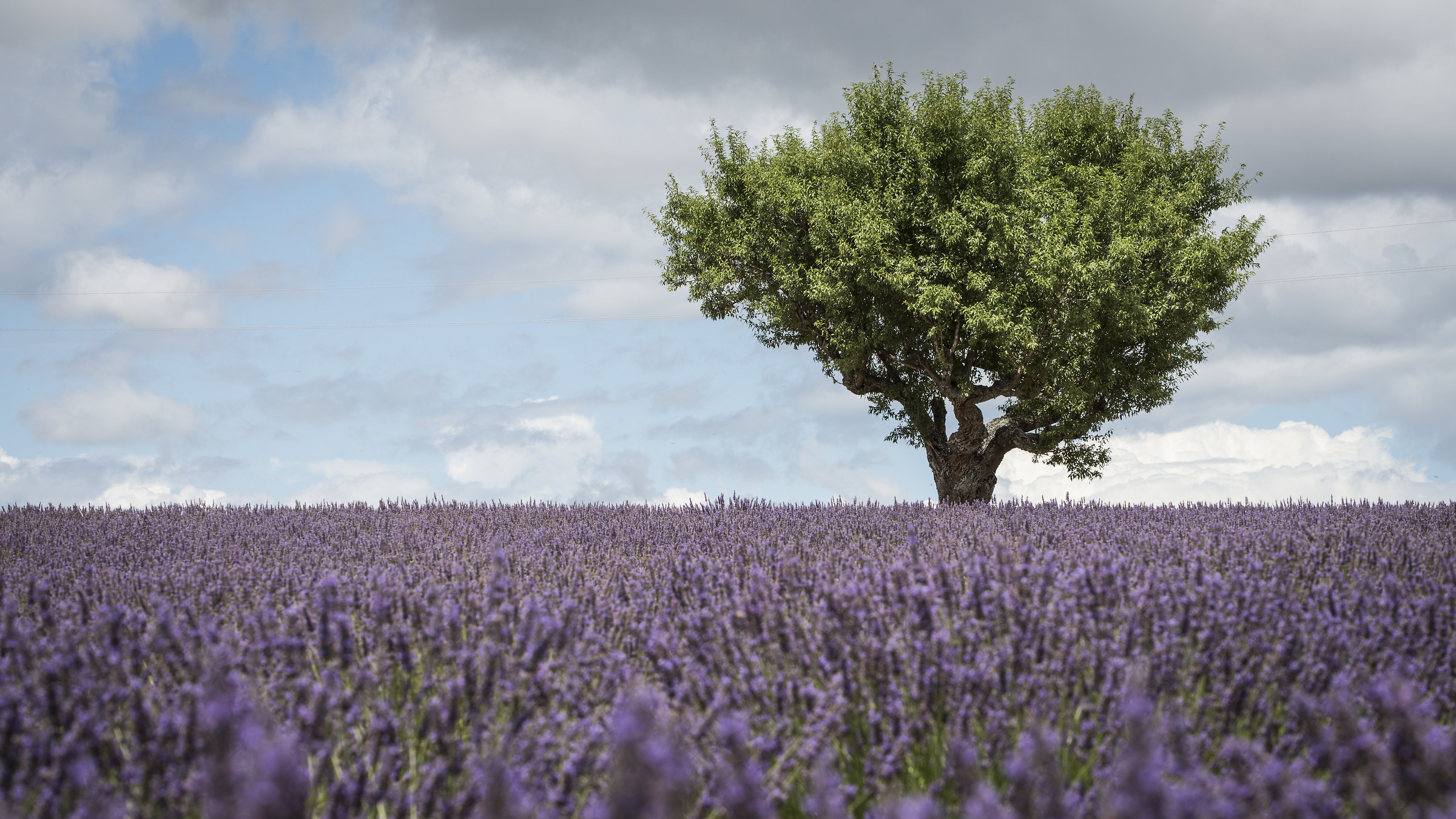 Lavender fields in Provence