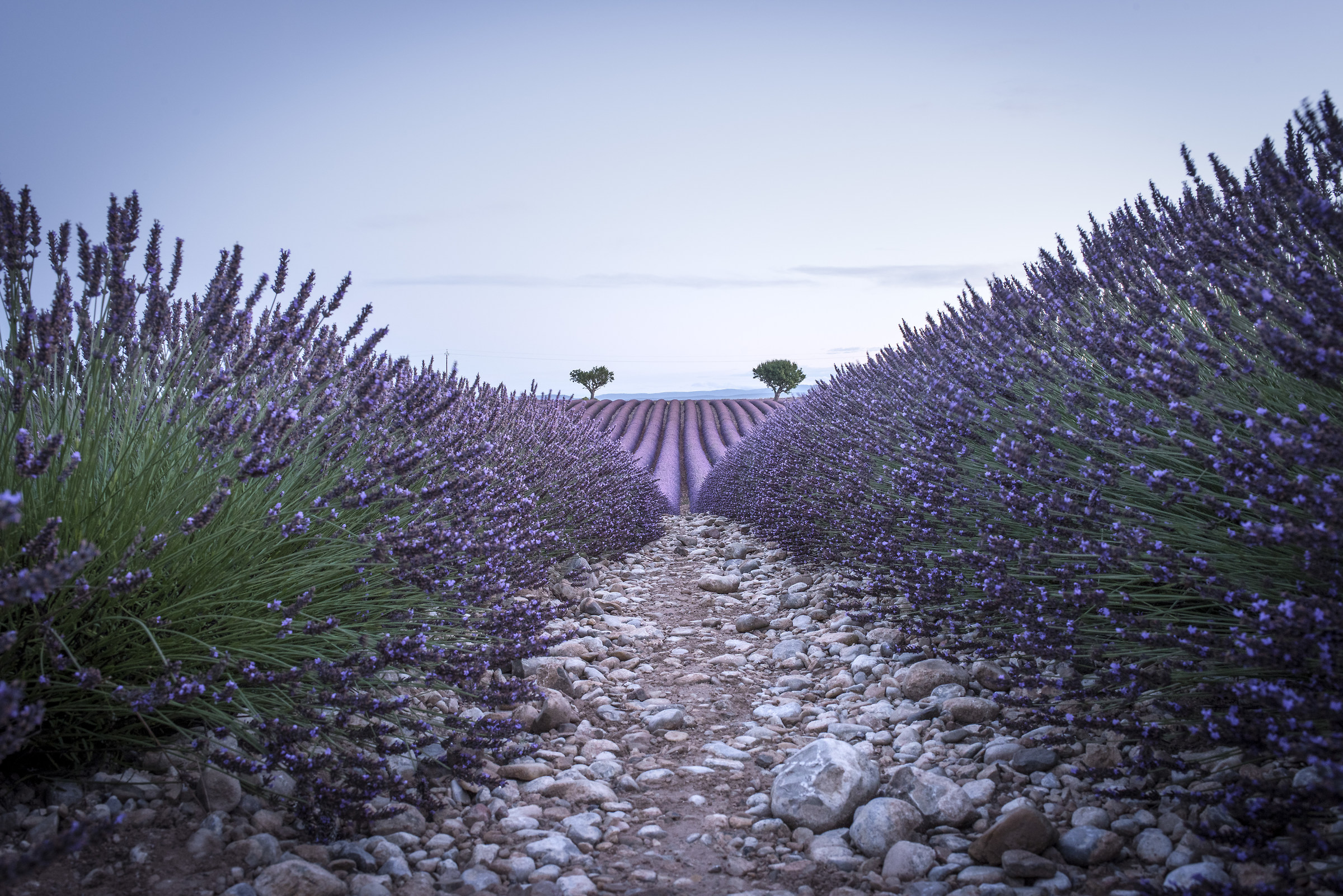 Lavender fields in Provence