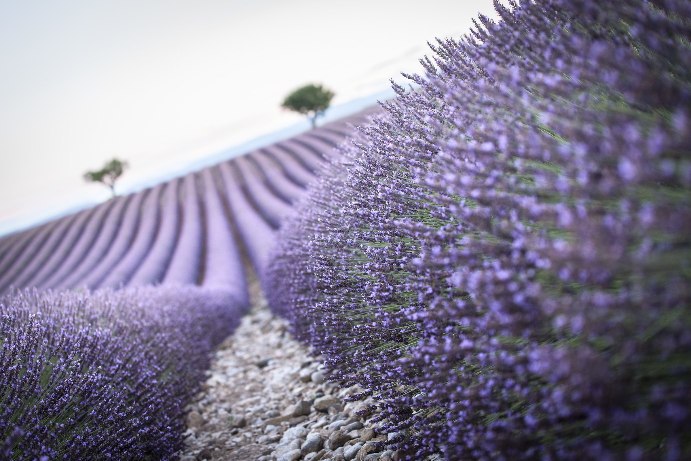Lavender fields in Provence