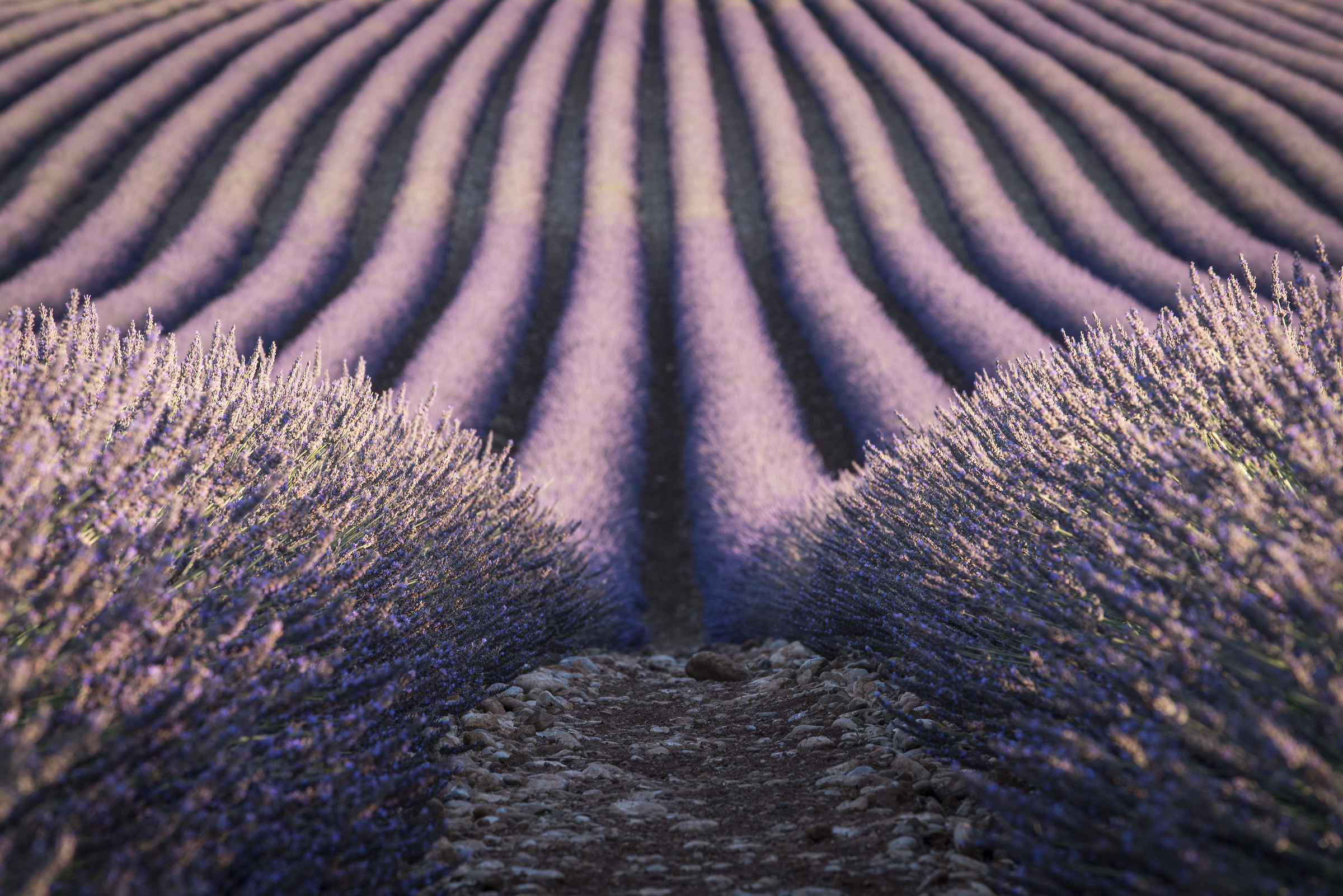 Lavender fields in Provence