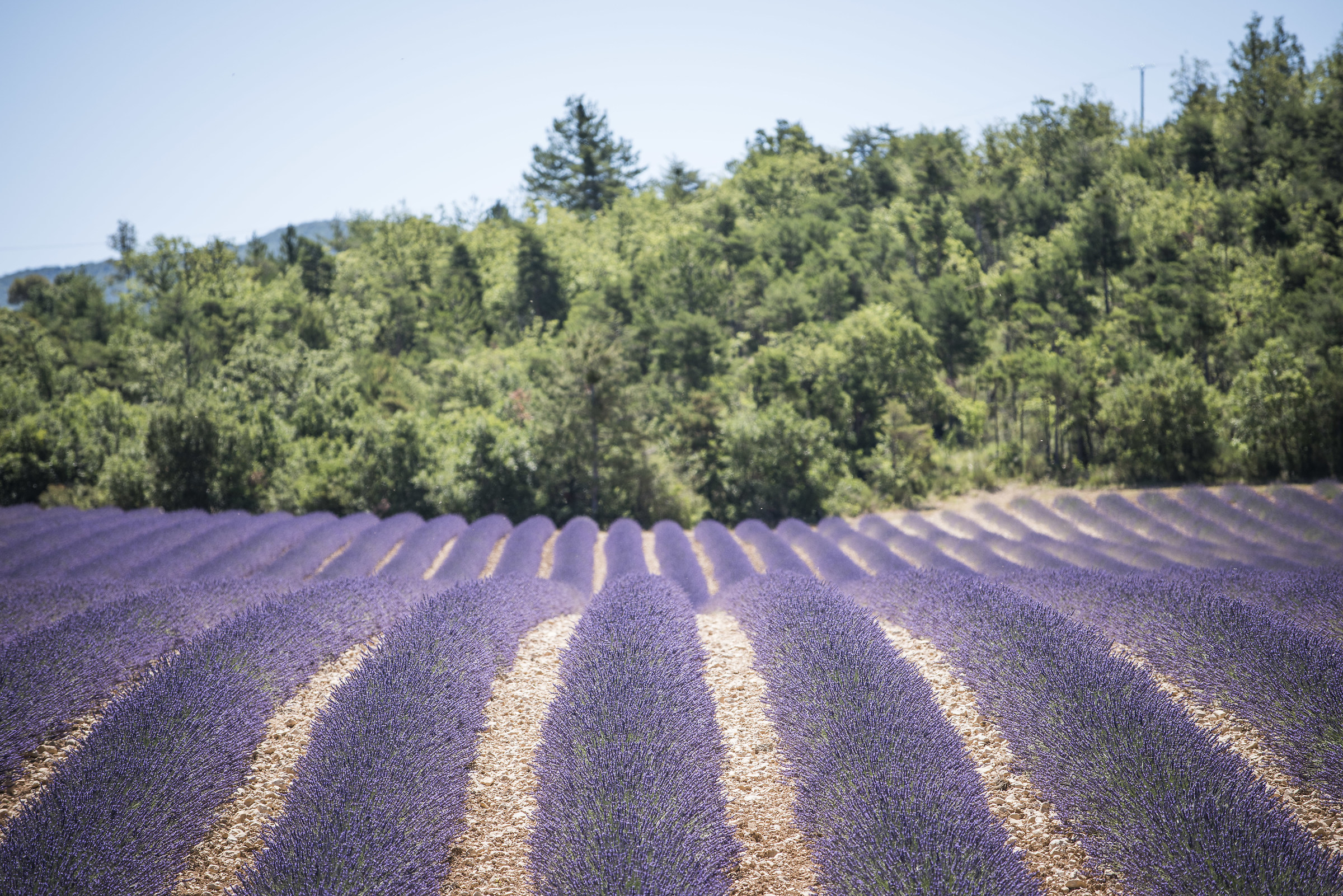 Lavender fields in Provence