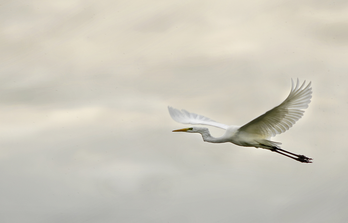 Airone bianco maggiore