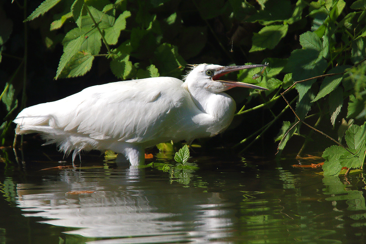 caccia...o pesca....