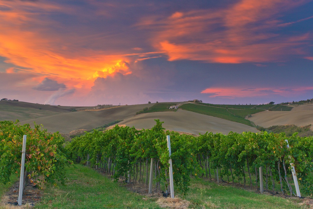 In the land of Verdicchio wine