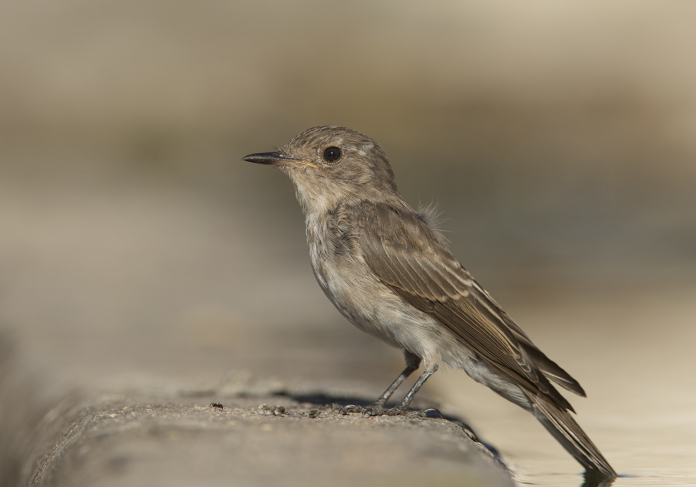 invasione di pigliamosche...:-)