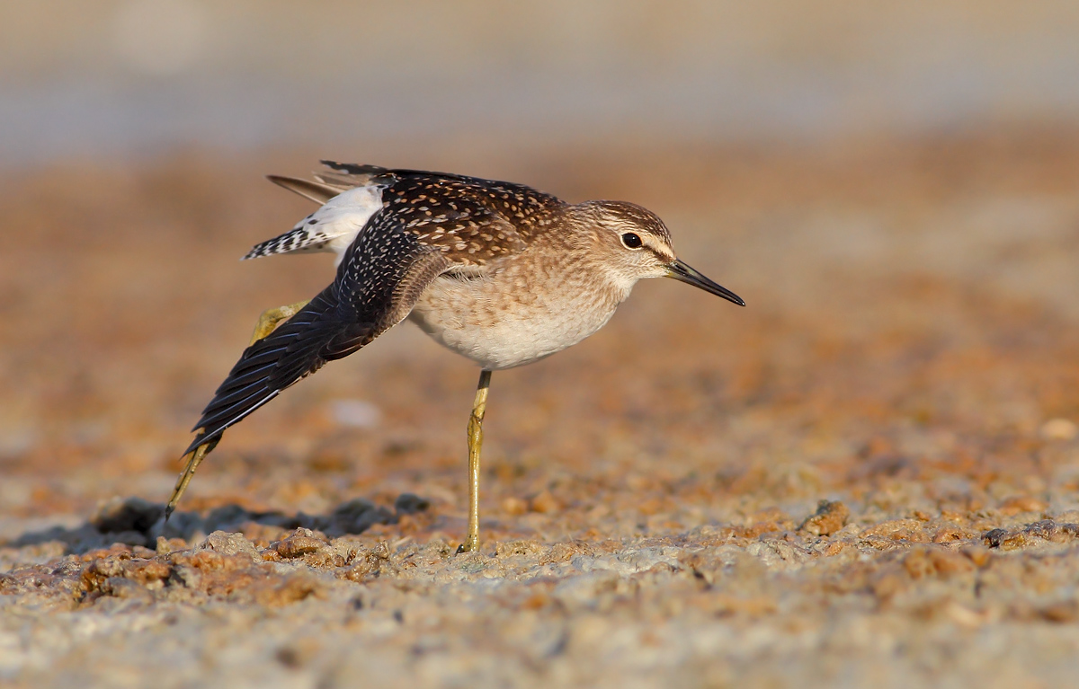 Pyro piro boschereccio