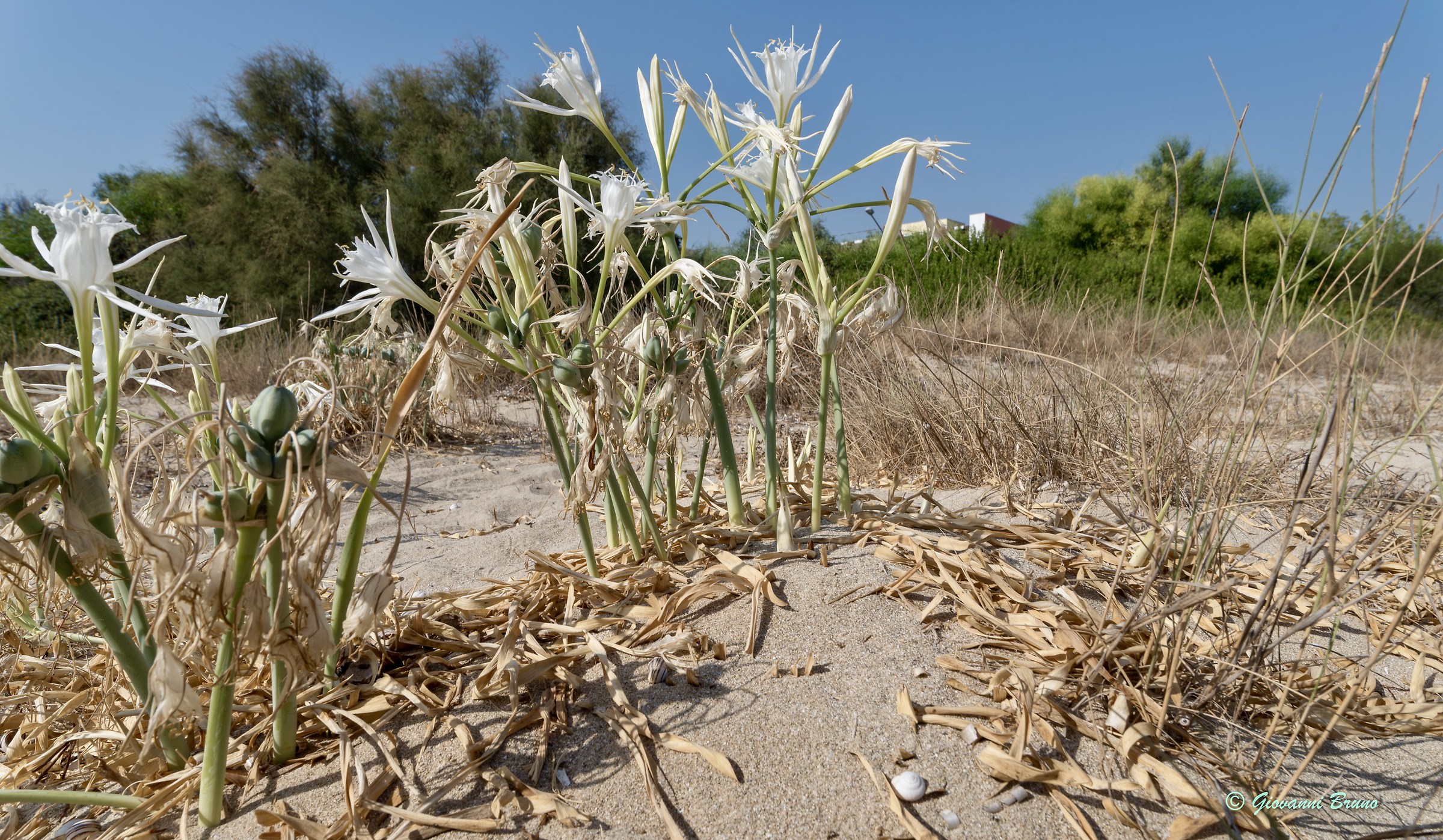 Mediterranean macchia