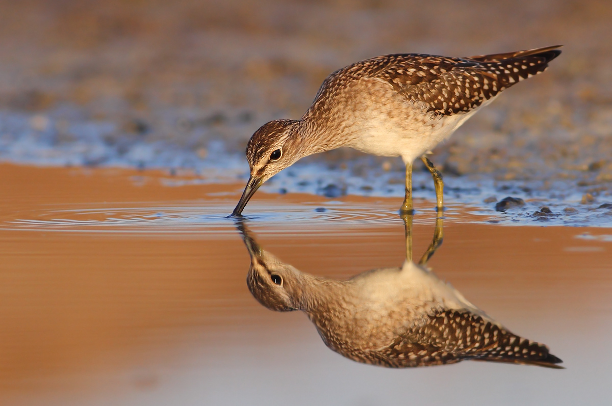 Pyro piro boschereccio