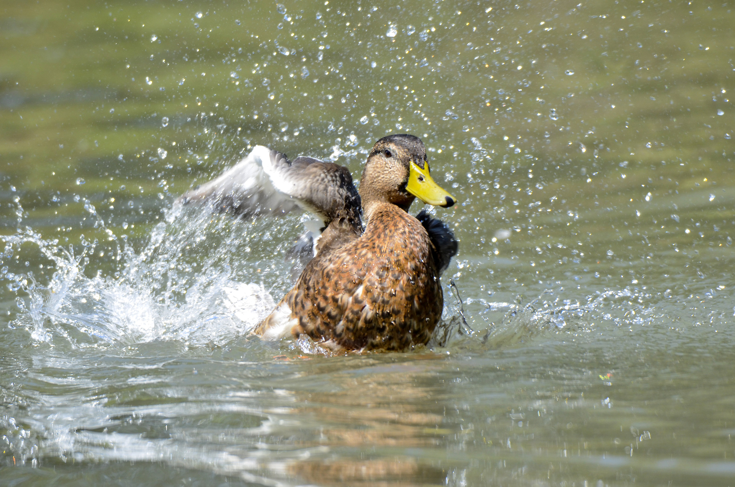 germano reale femmina