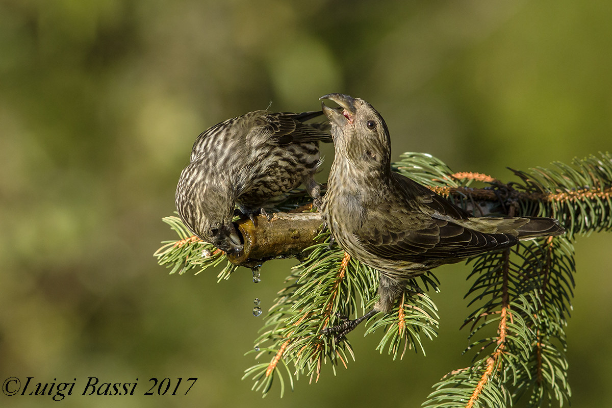 Giovani Crocieri all'abbeverata
