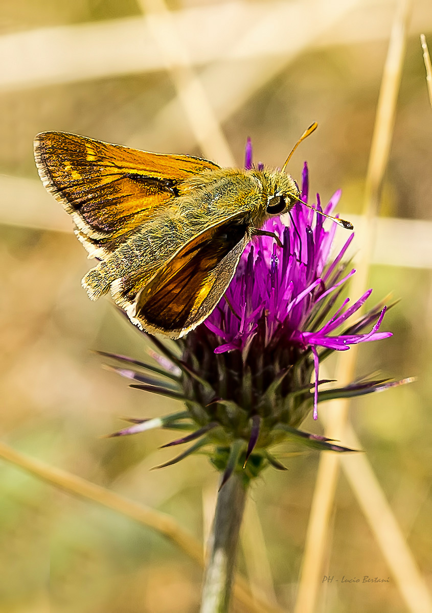 Falena  ( farfalla )