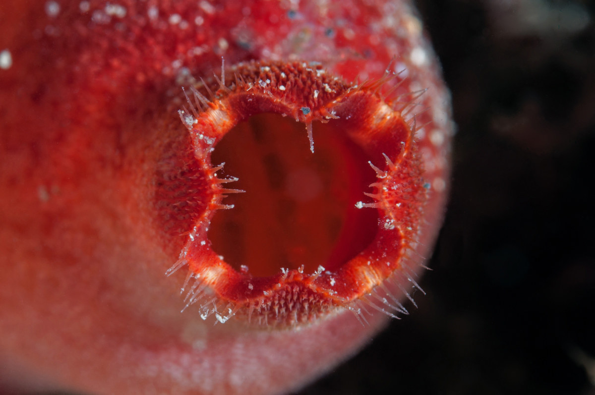 tunicate