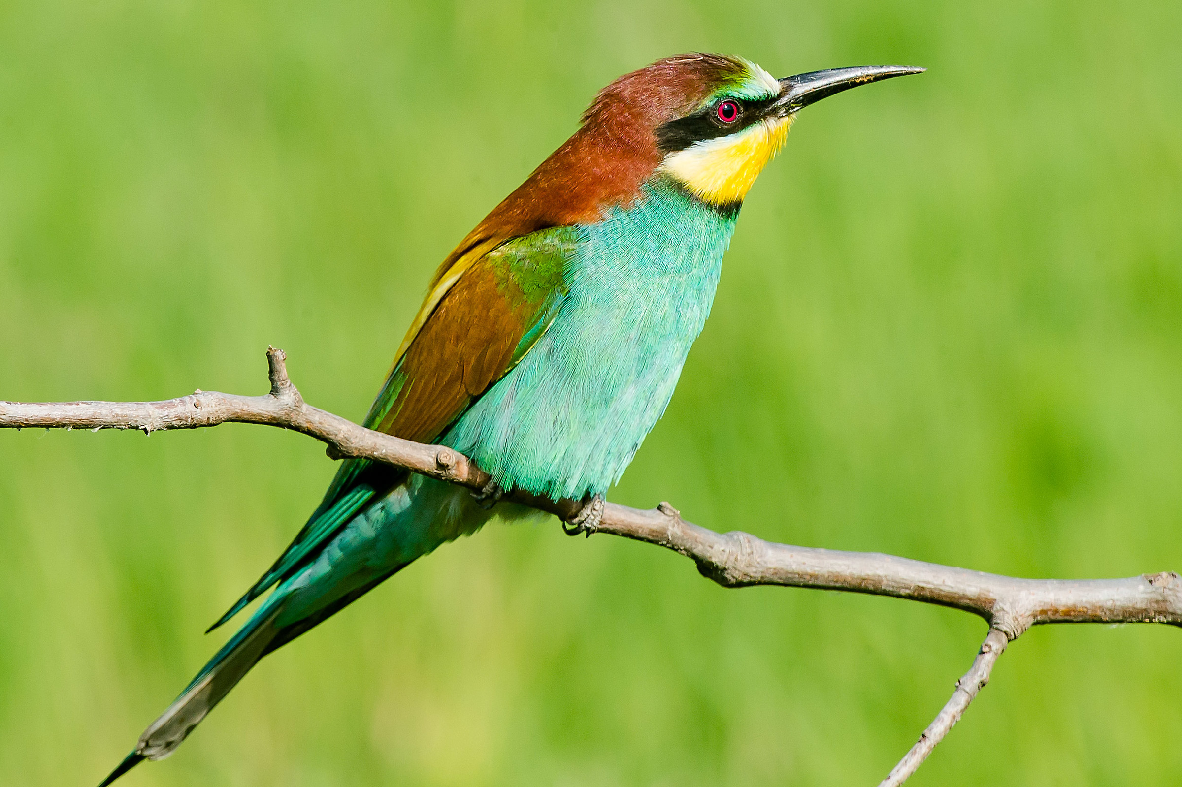 Bee eater