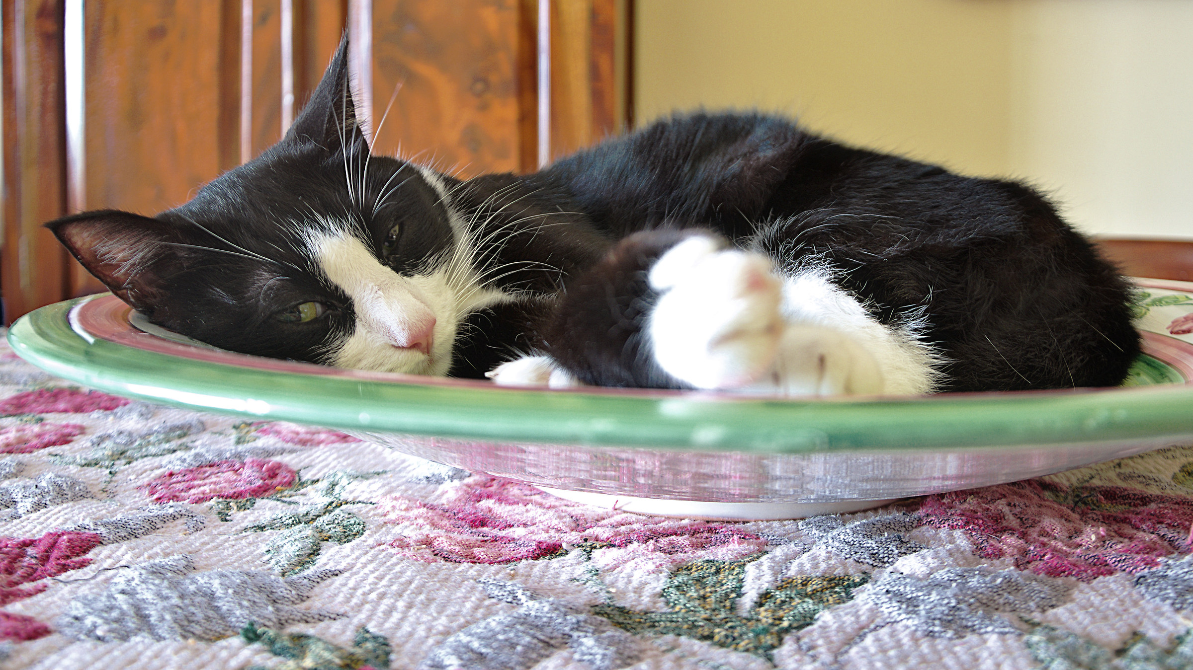 non svegliare il gatto che dorme