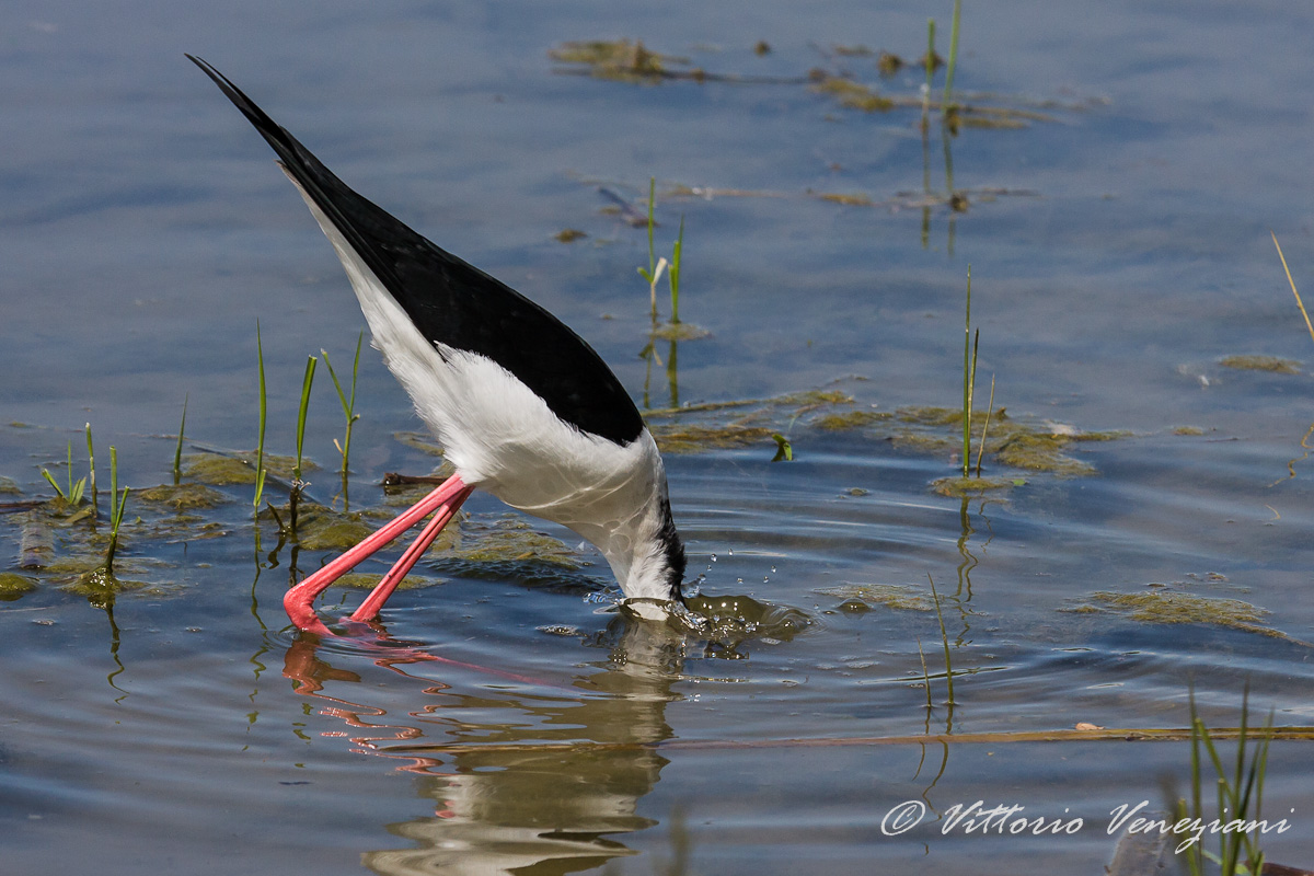 ....mi faccio lo shampoo....