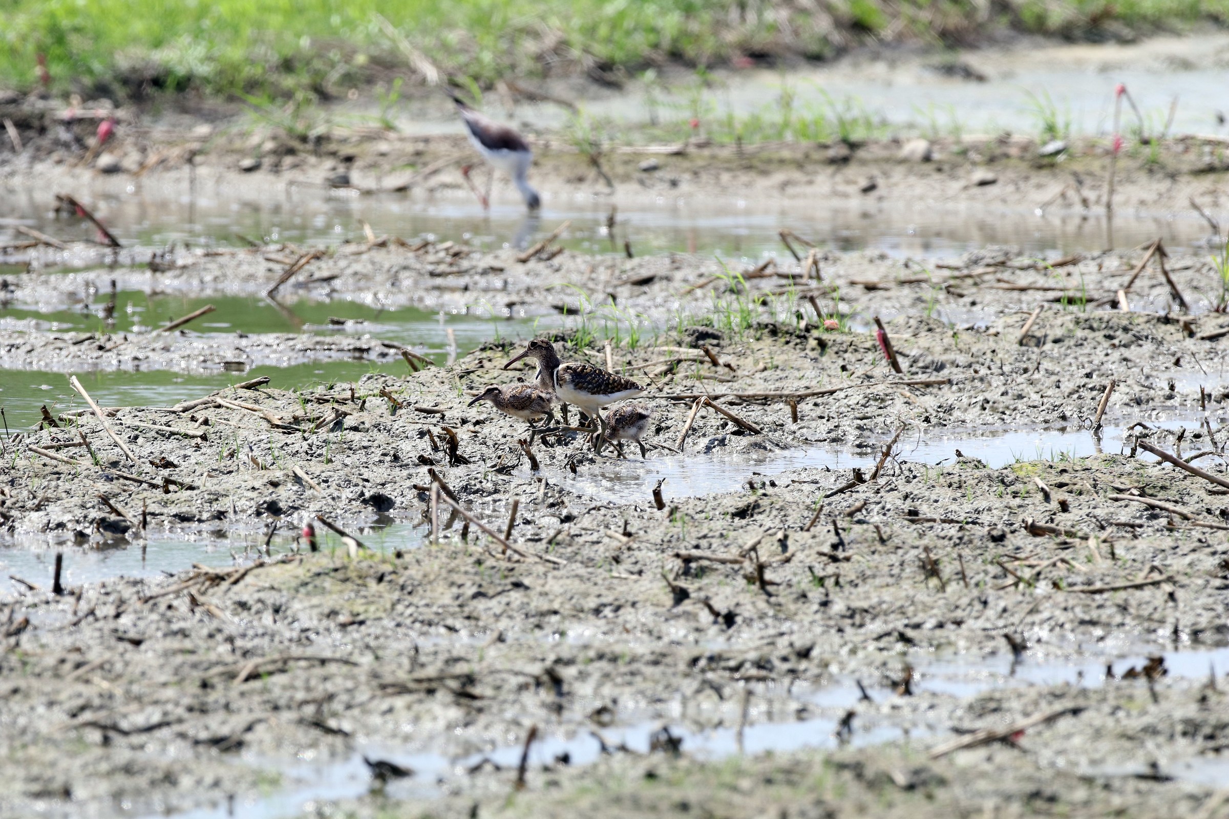Maggiore verniciato-Snipe