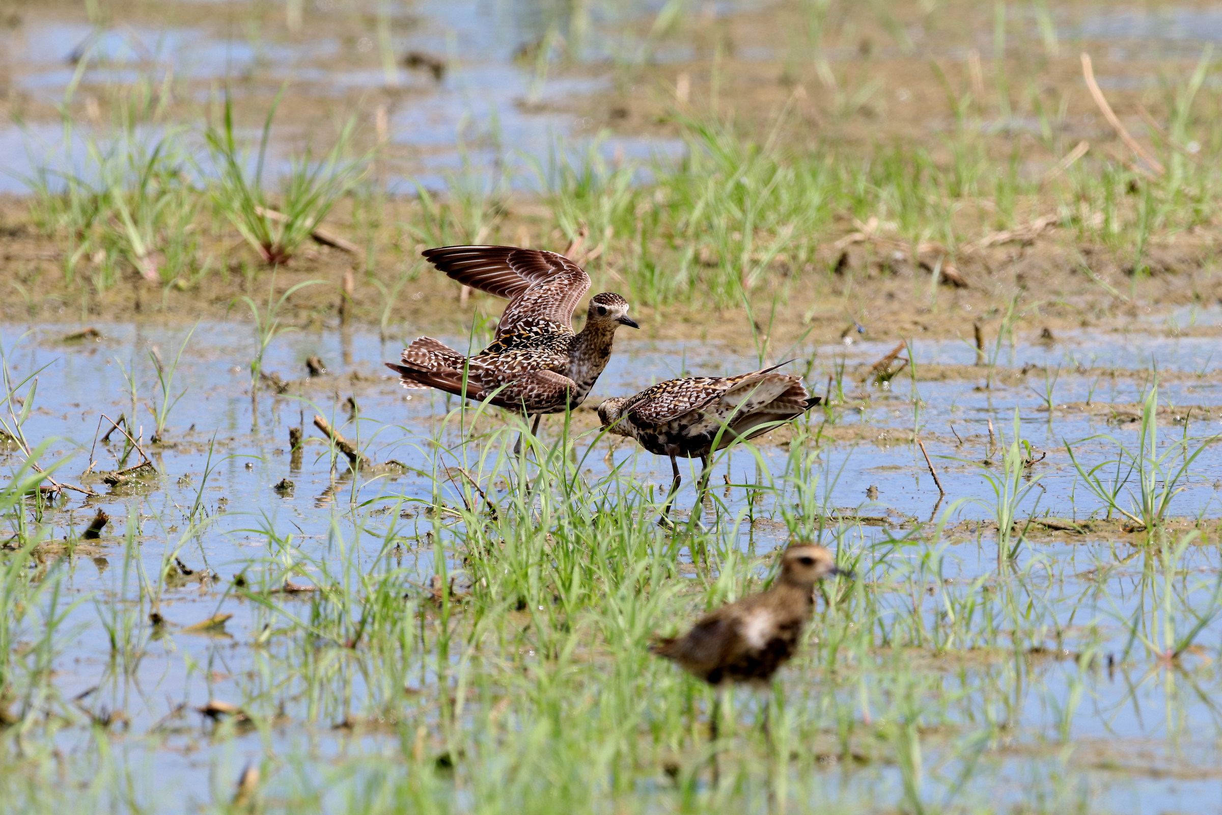 Pacific Golden-Plover