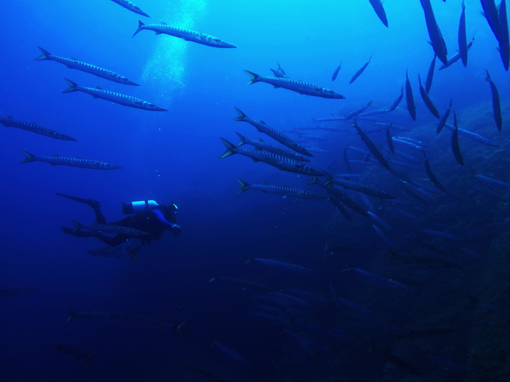 Barracuda to Pianosa