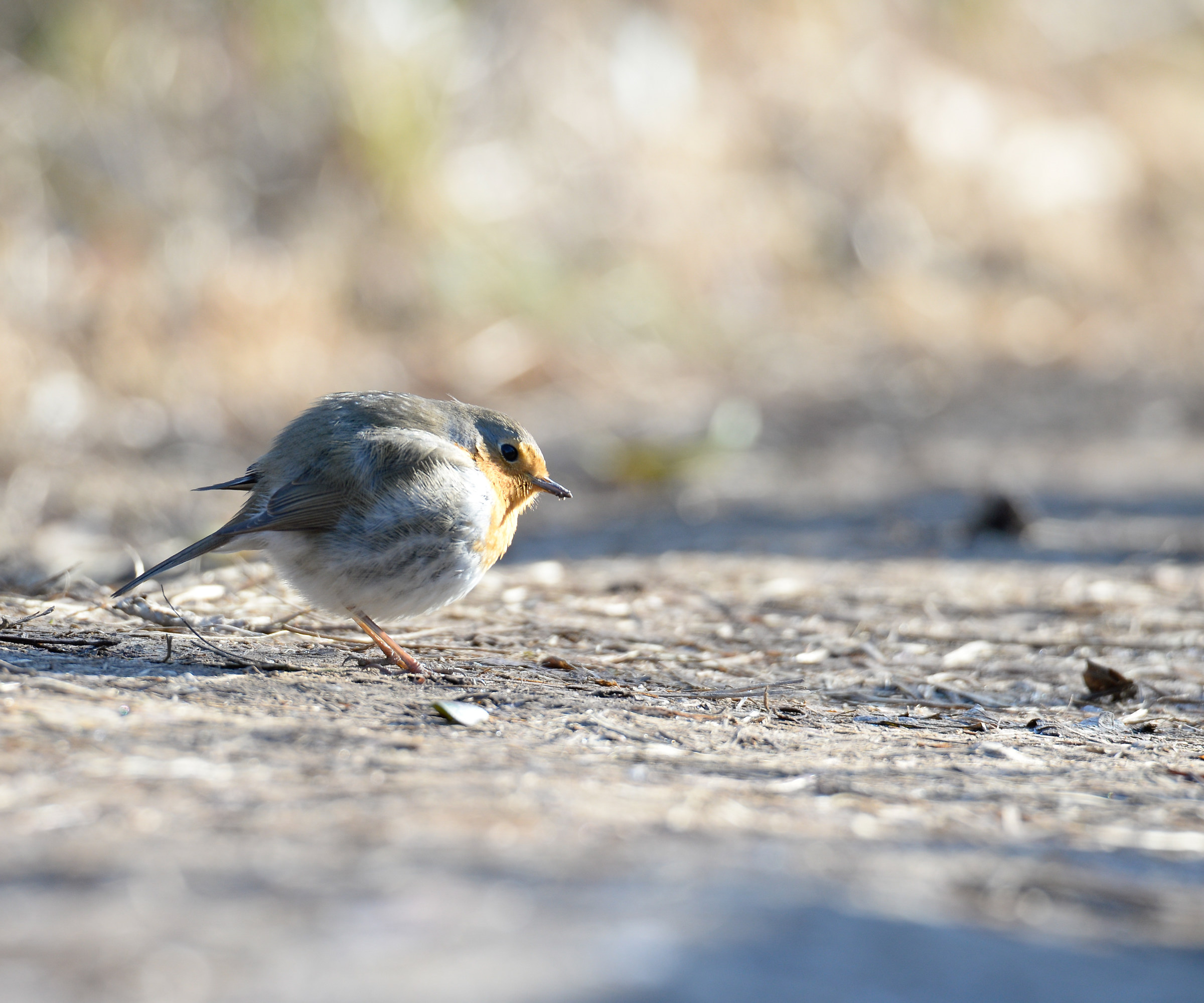 Yes yes .. I am also ...