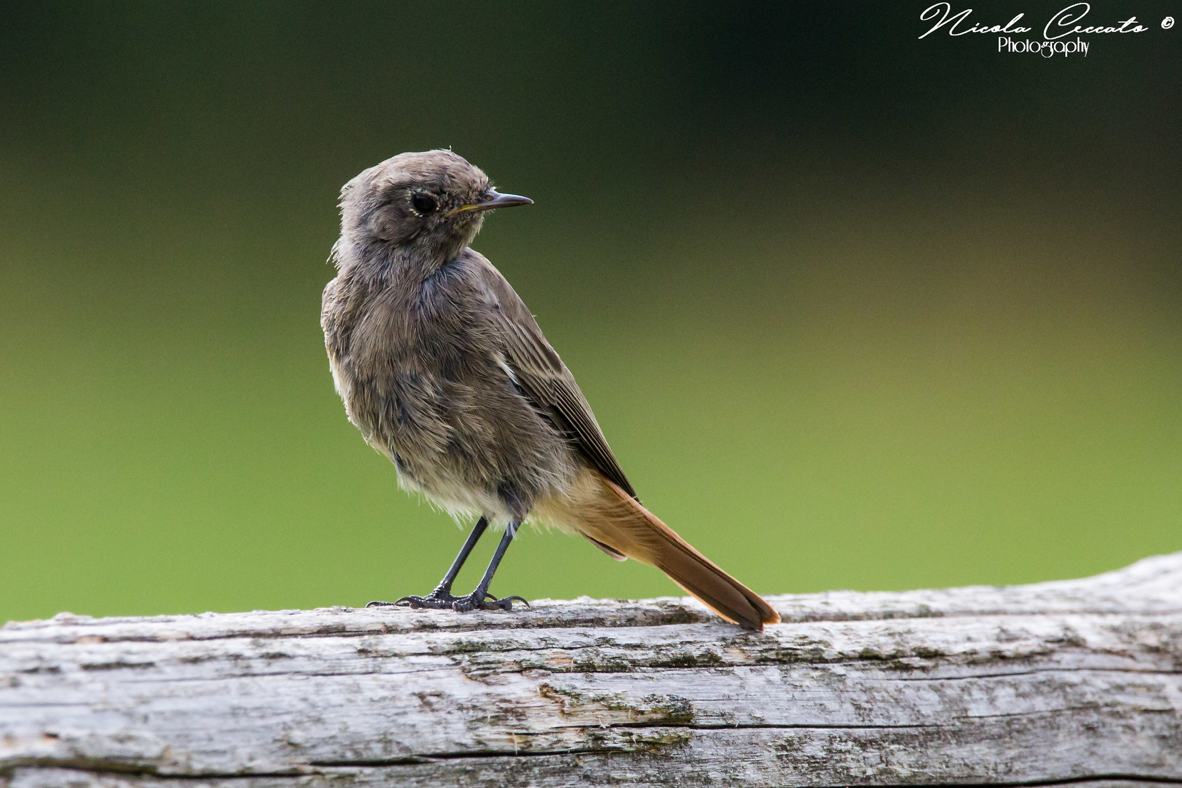 Codirosso Chimney Sweeper