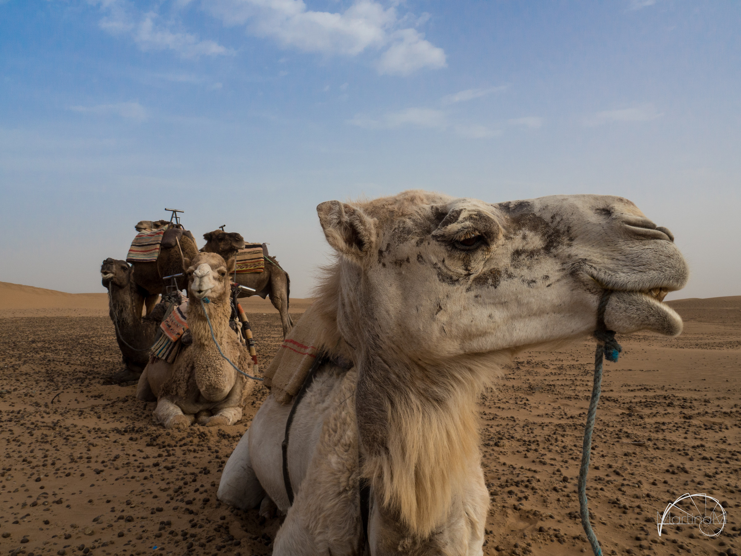 Zagora - Bus bus, Mus mus & Cous cous