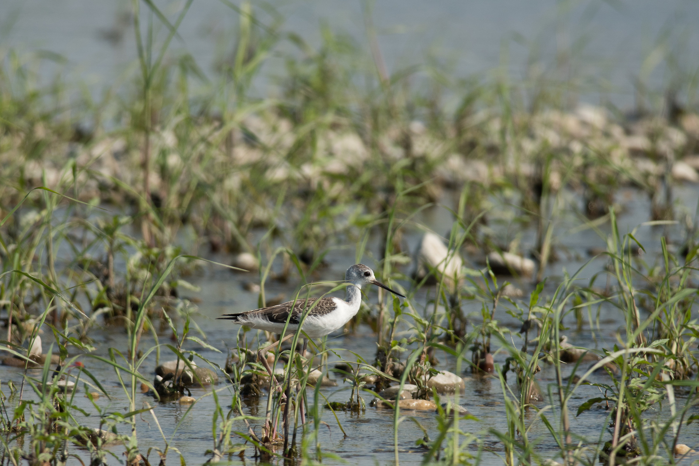 Cavaliere d'Italia juv