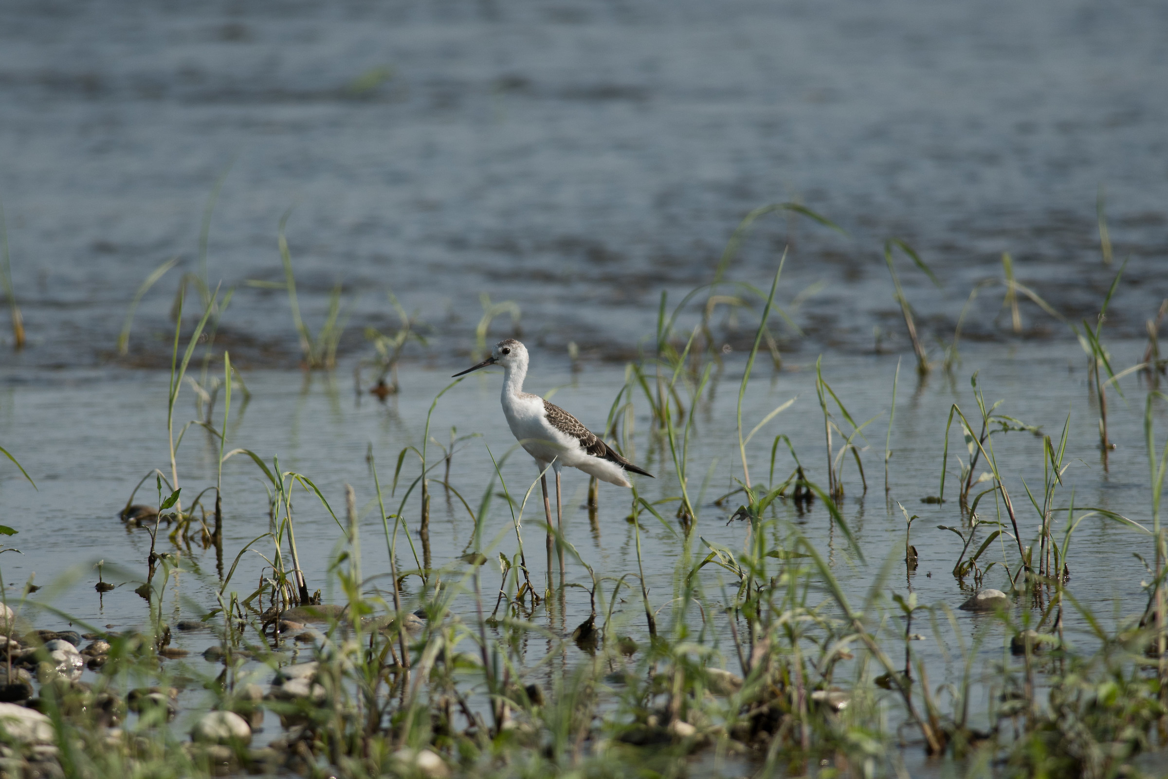 Cavaliere d'Italia juv