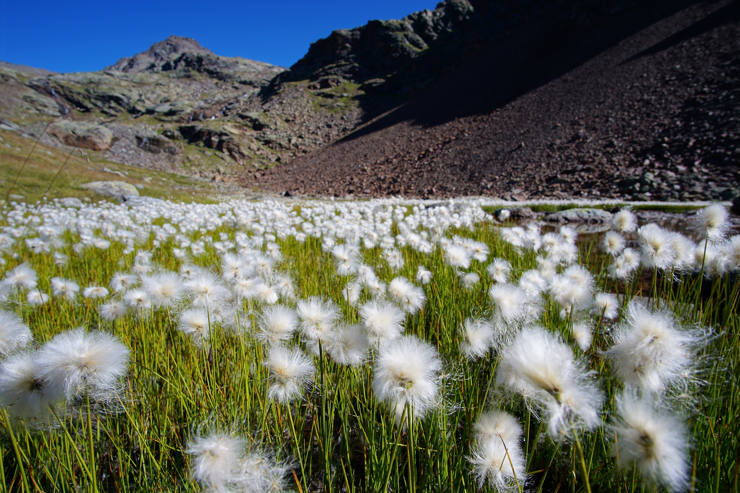 Rabbit rains .val racing