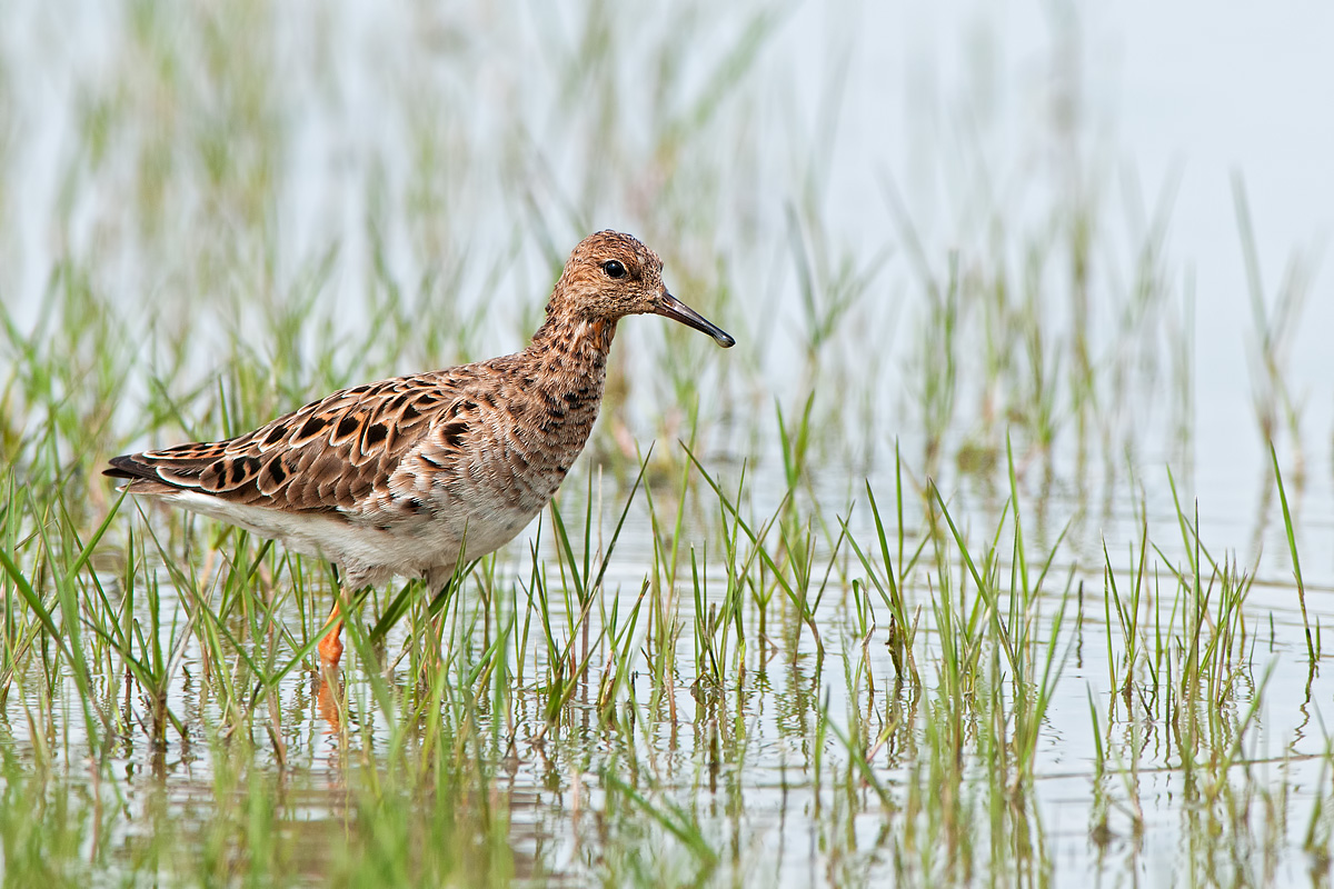 the peaceful warrior