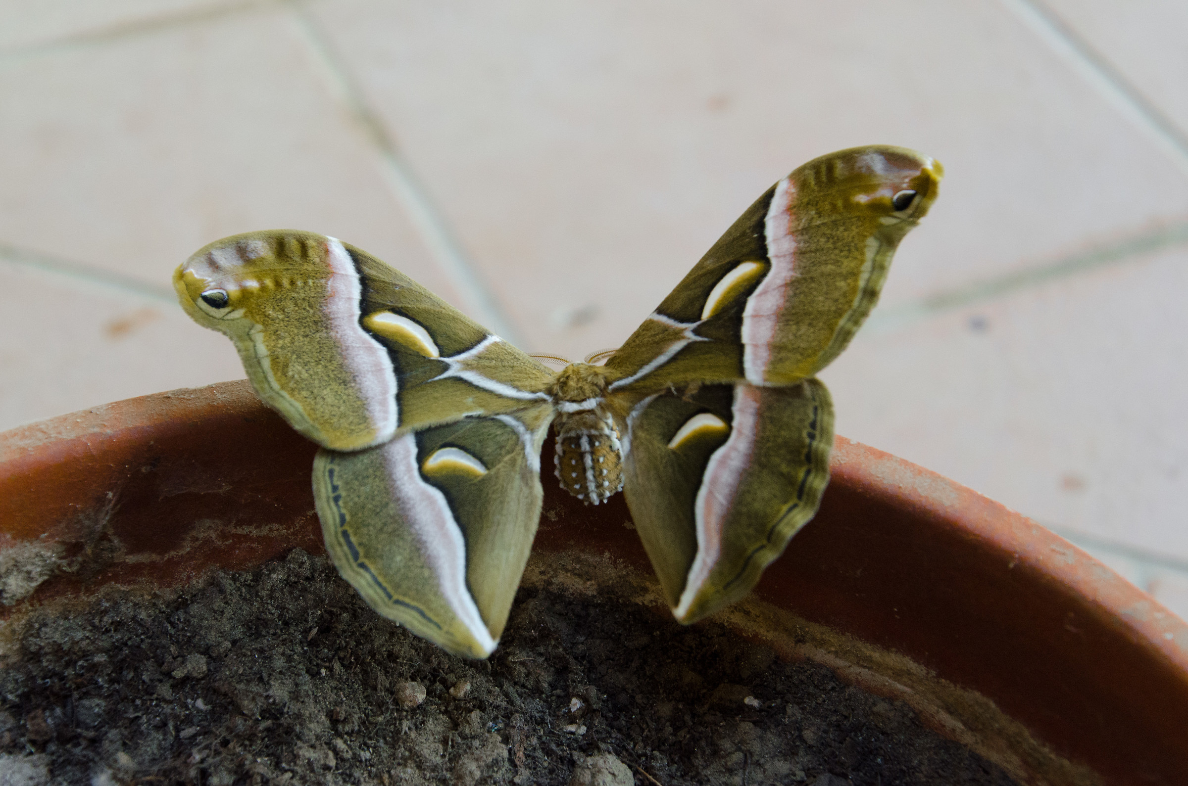 Bombice dell'ailanto Samia cynthia