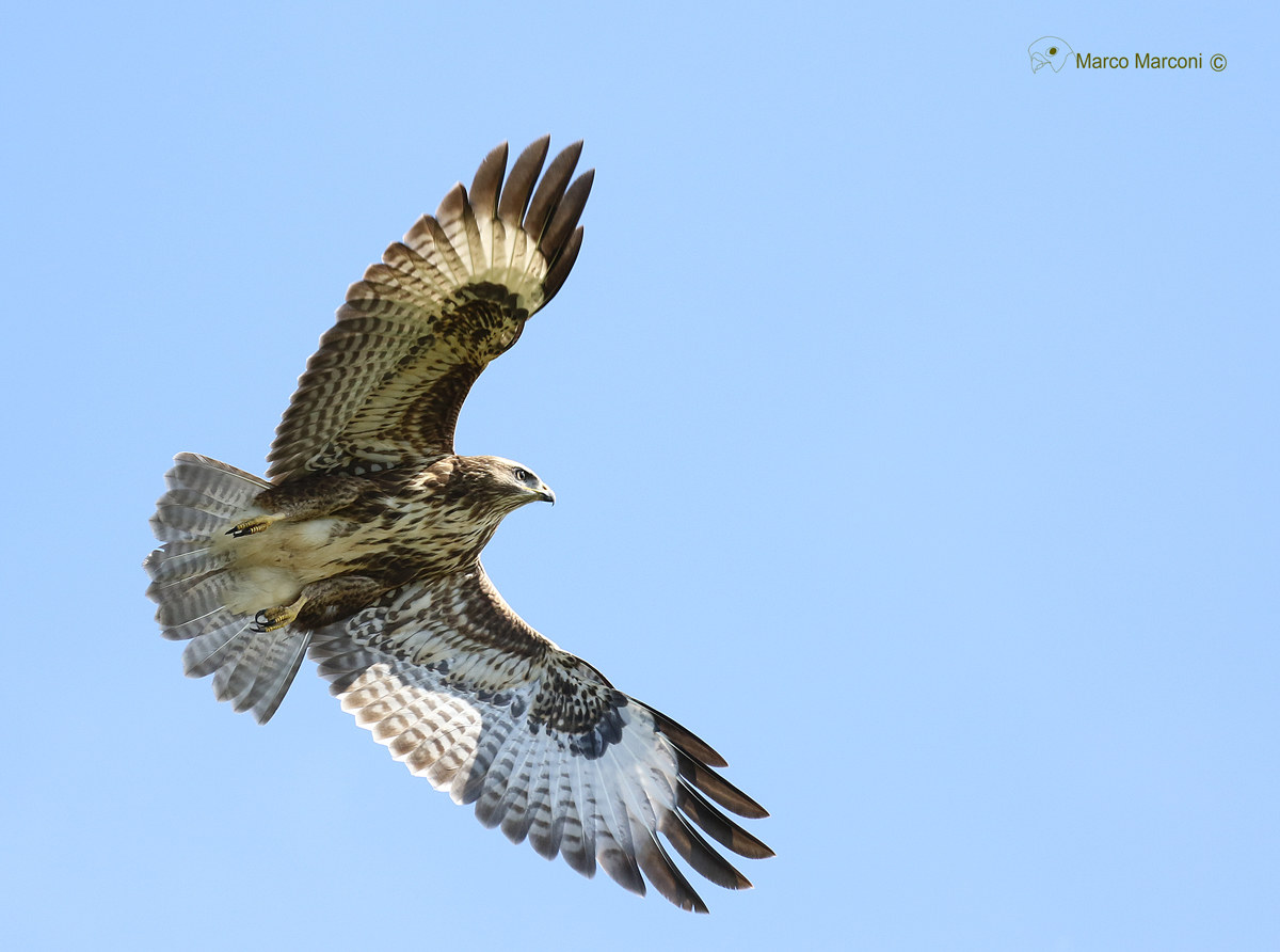 Young buzzard