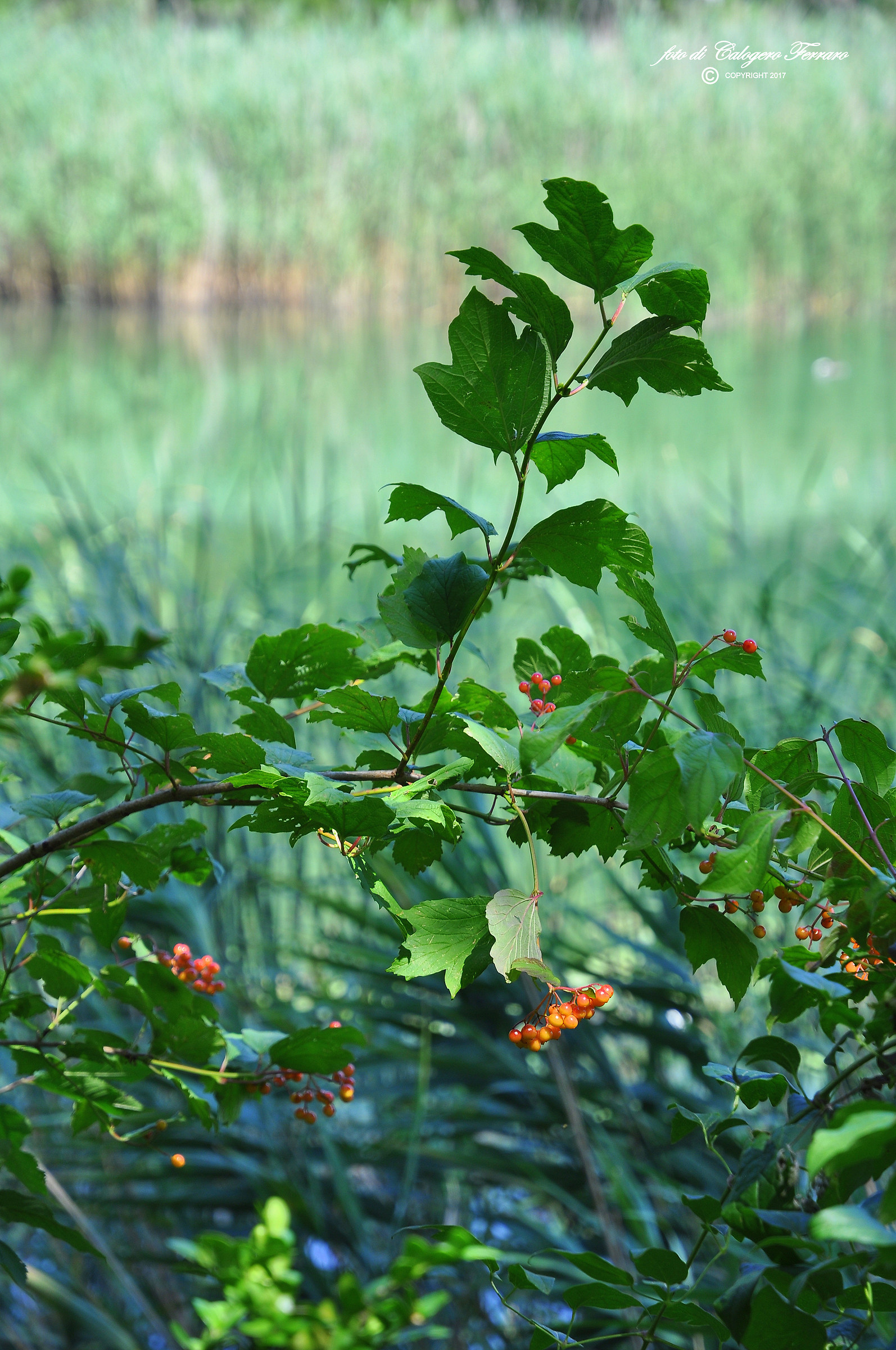 Flora of Spinone at Lake