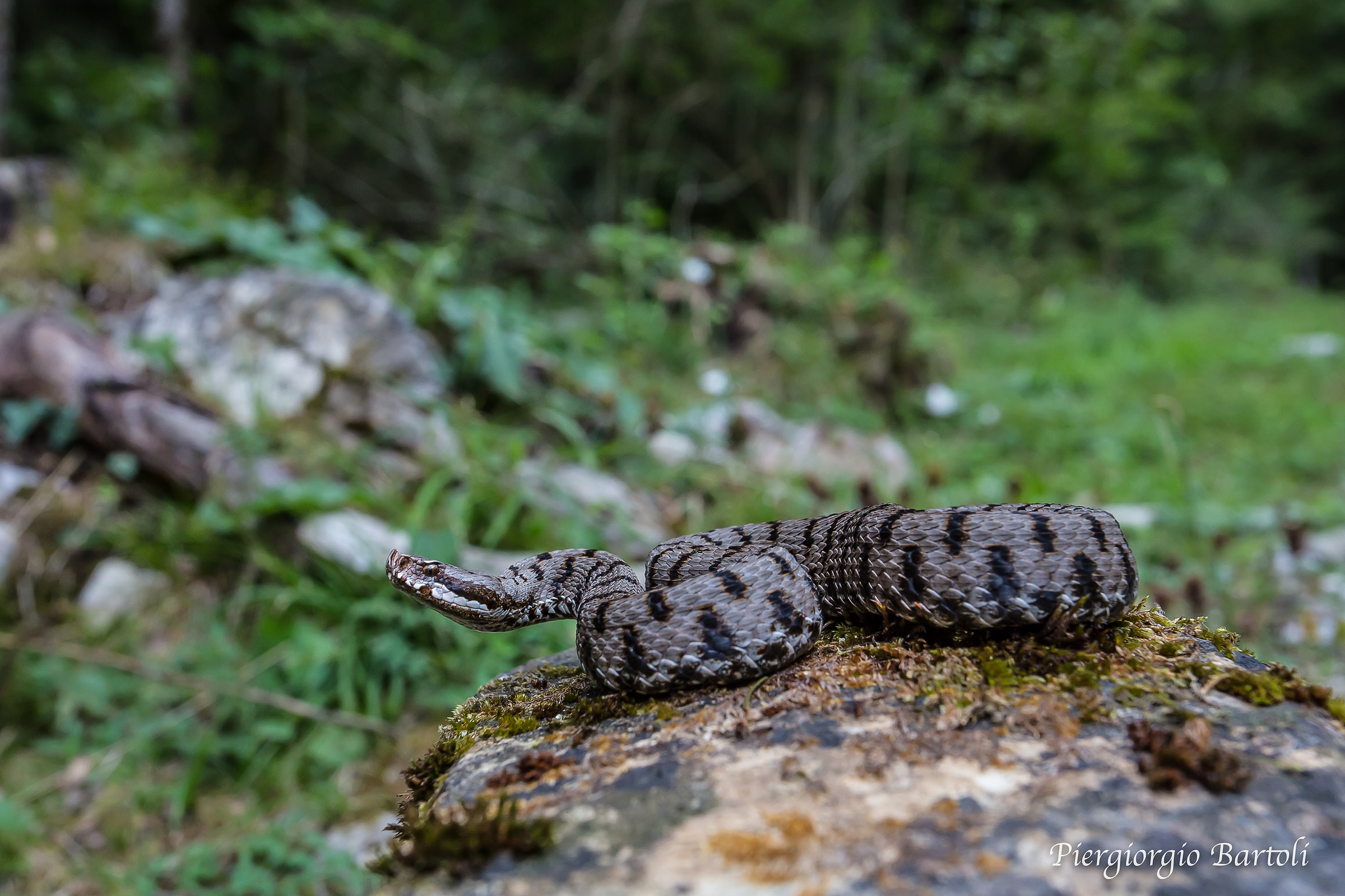 vipera aspis ( maschio )