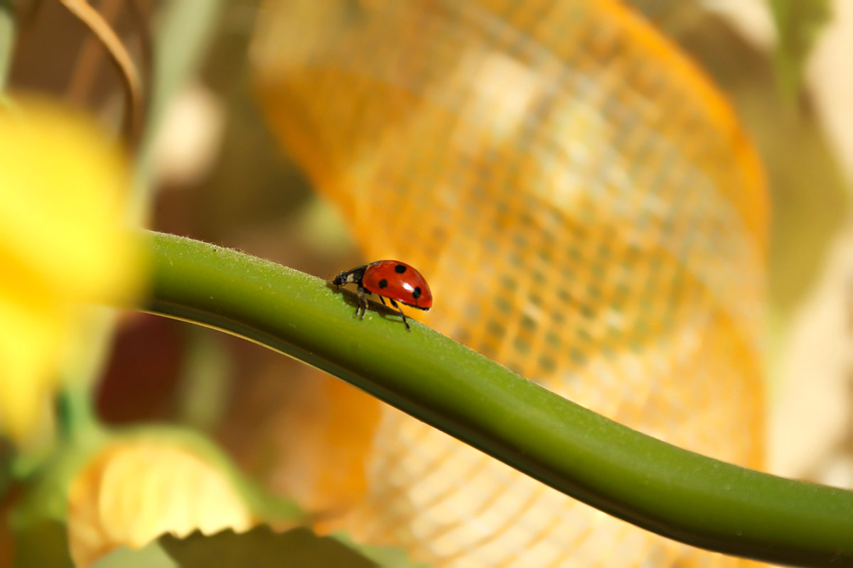 coccinella