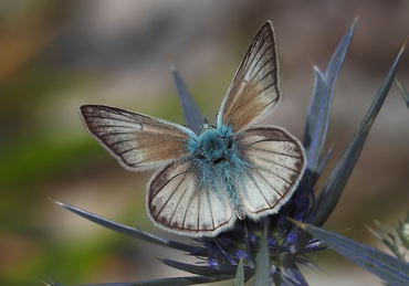 Polyommatus virgilus