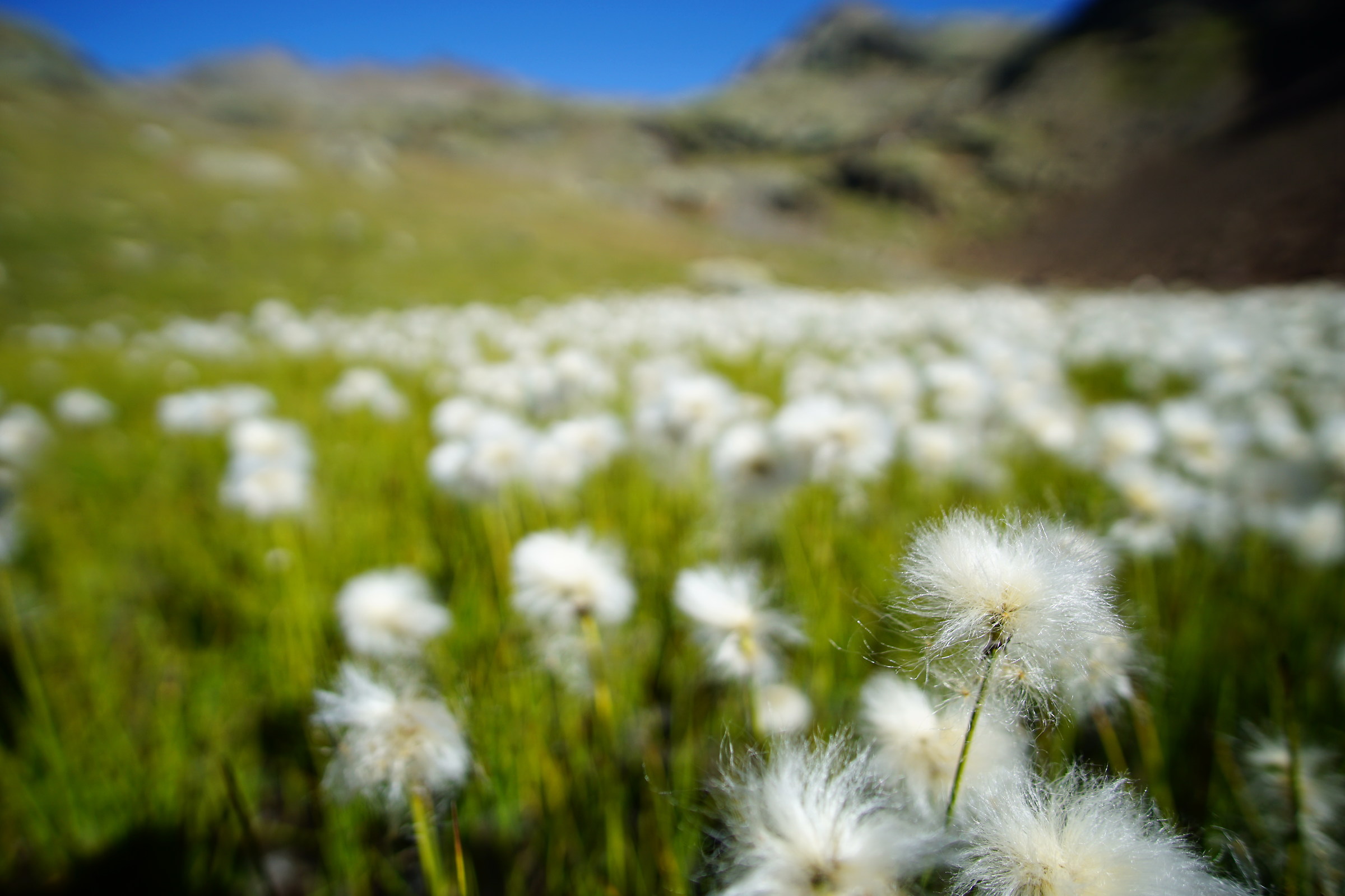 Eriofori ai laghi sternai