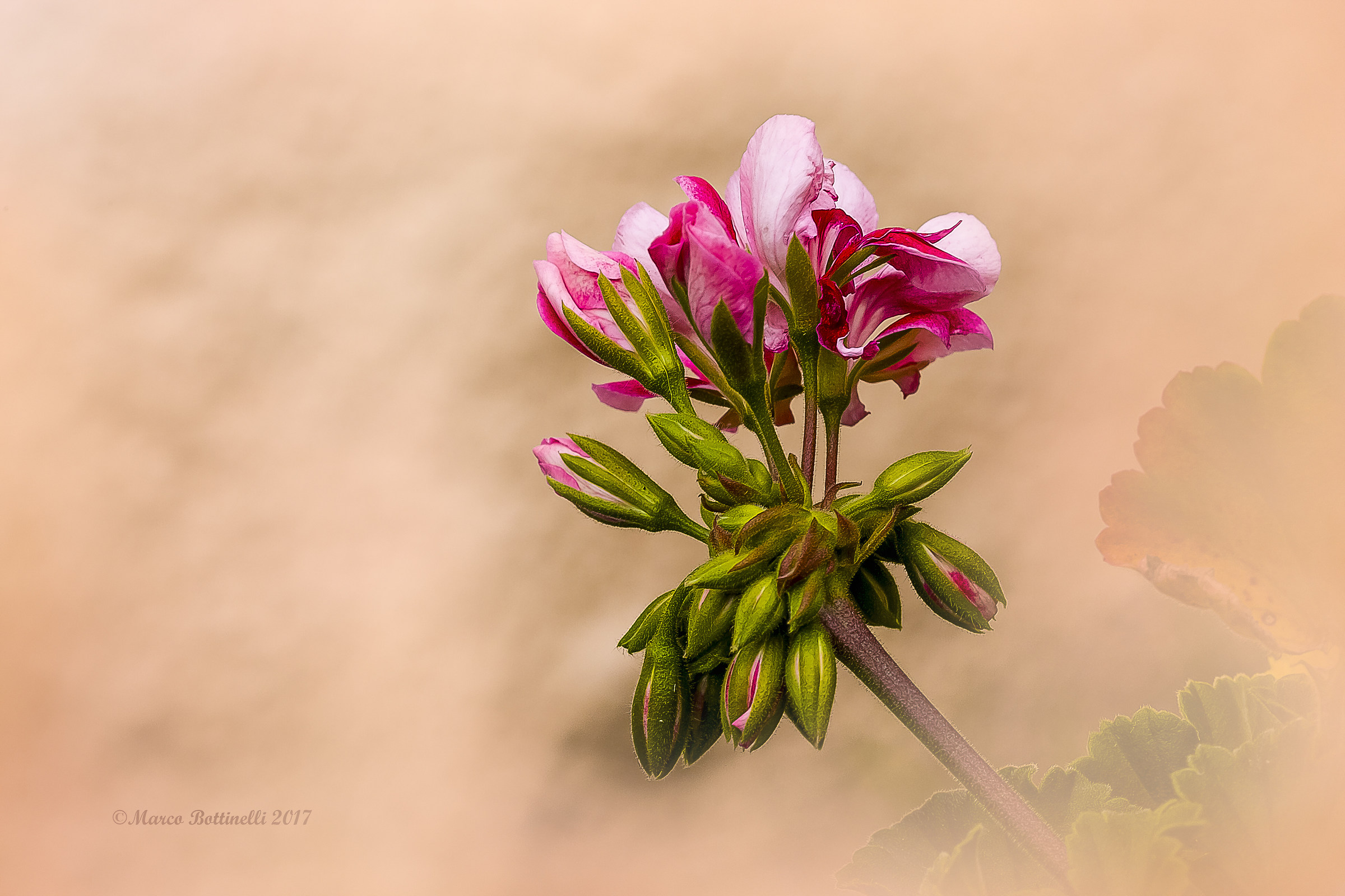 Geranium Blossom
