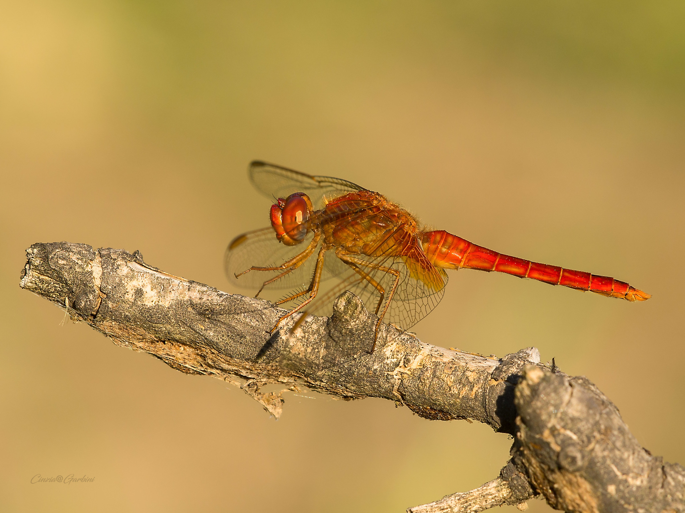 Crocothemis erythraea