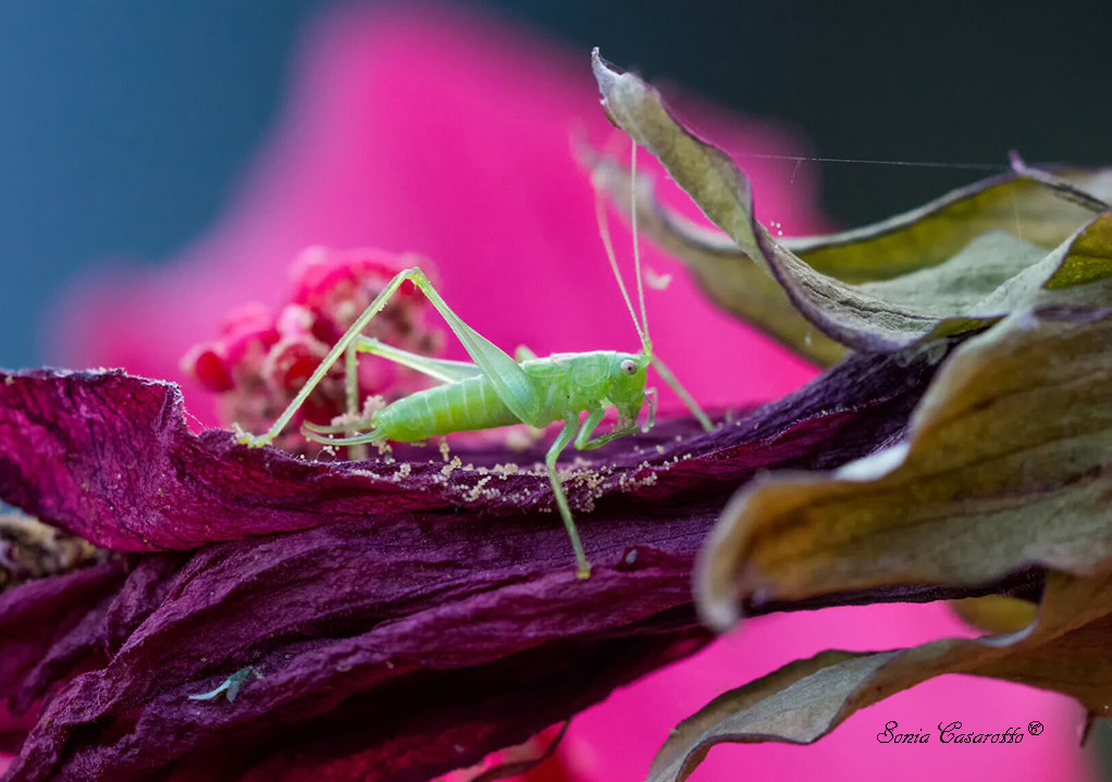 "Now I do not jump ..!