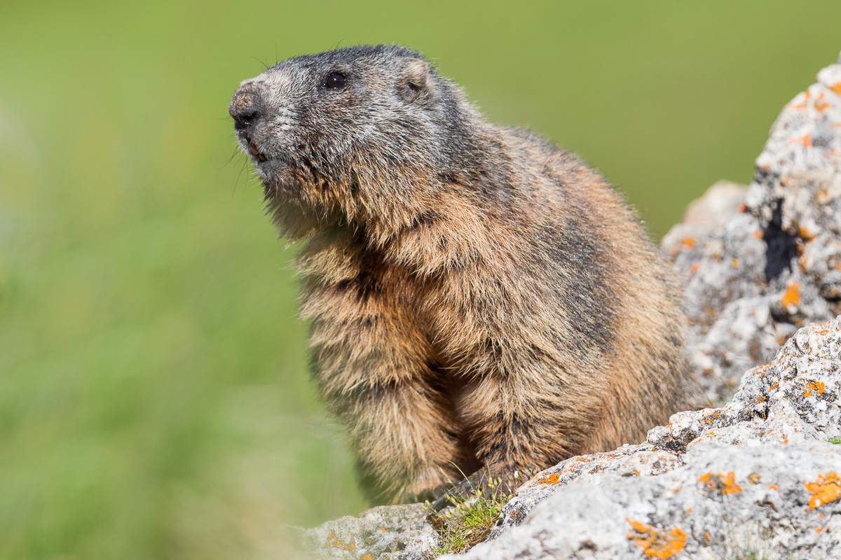 Alps of Marmotta ...