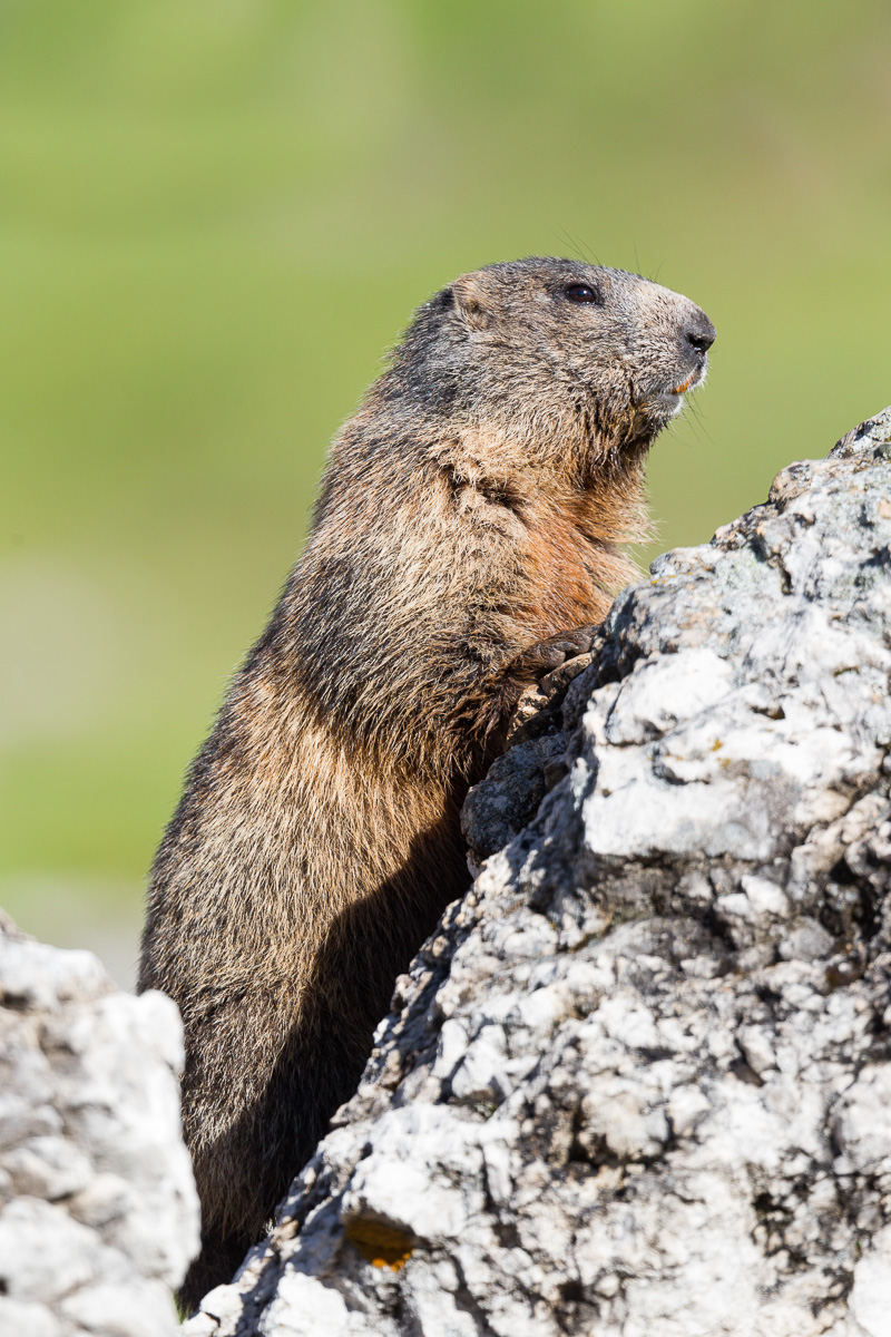 Alps of Marmotta ...